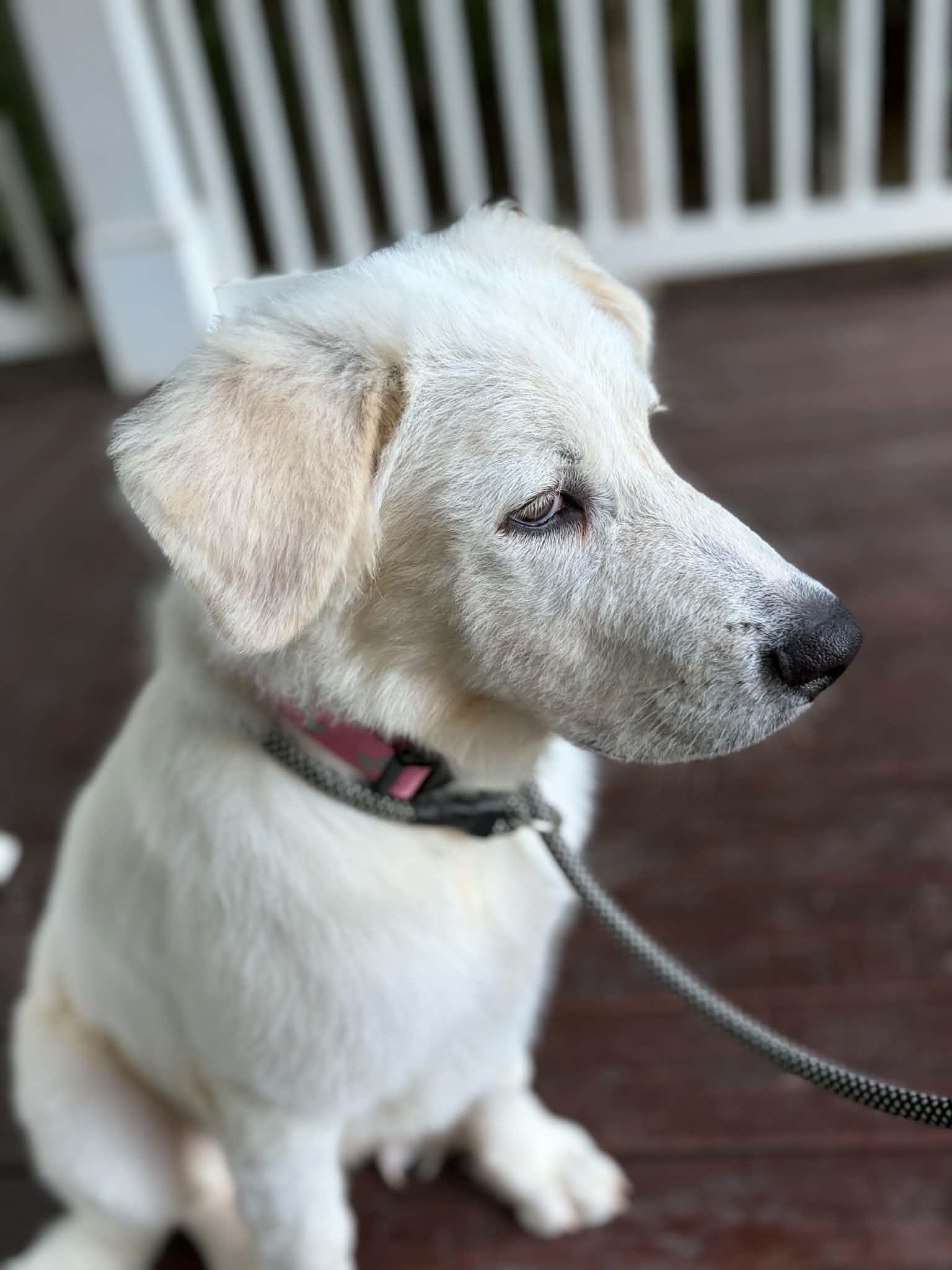 Enlarge Bondi, a Adoptable mixed breed in Cumming, GA image 5/6