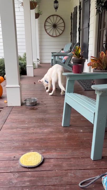 Enlarge Bondi, a Adoptable mixed breed in Cumming, GA video 6/6