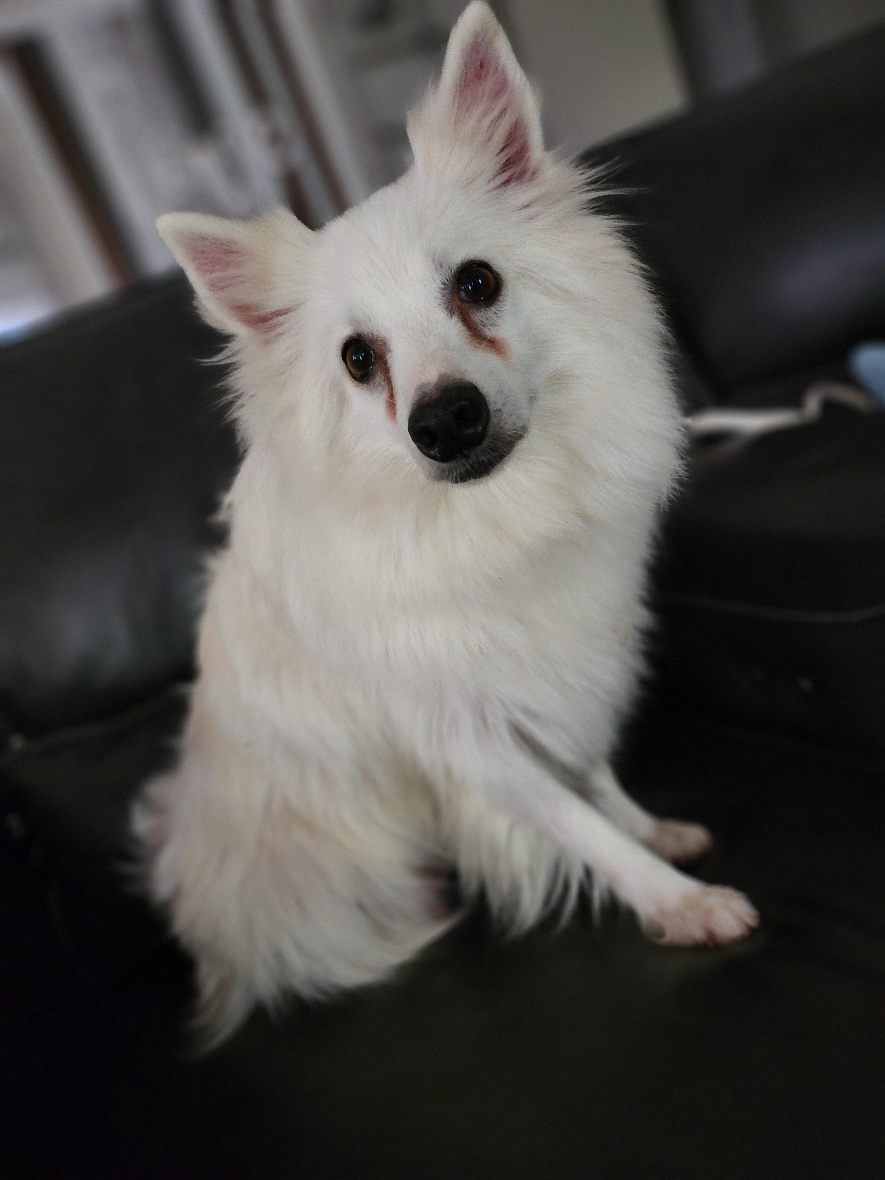 Daisy photo 4