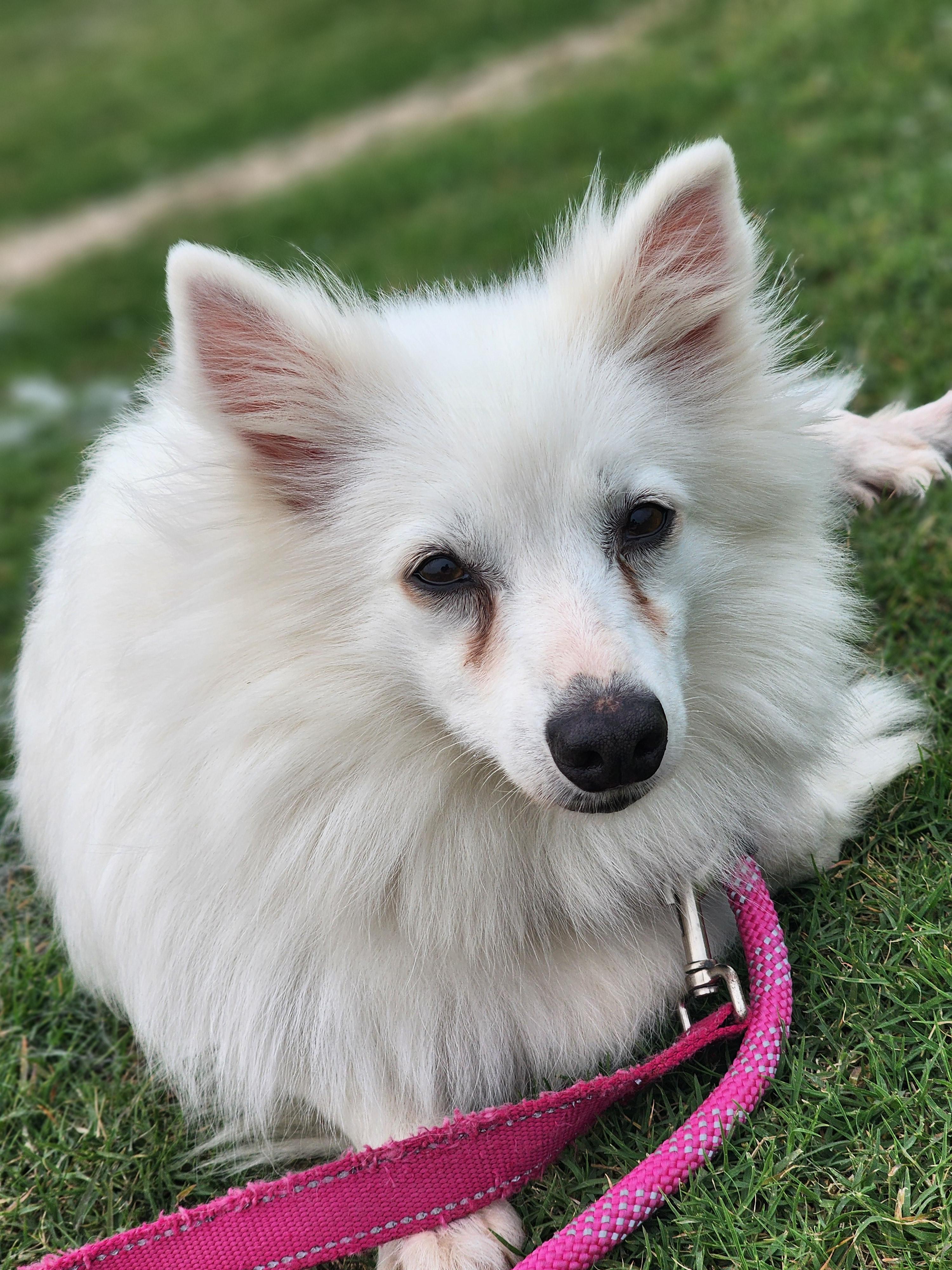 Daisy, Adult Female American Eskimo Dog