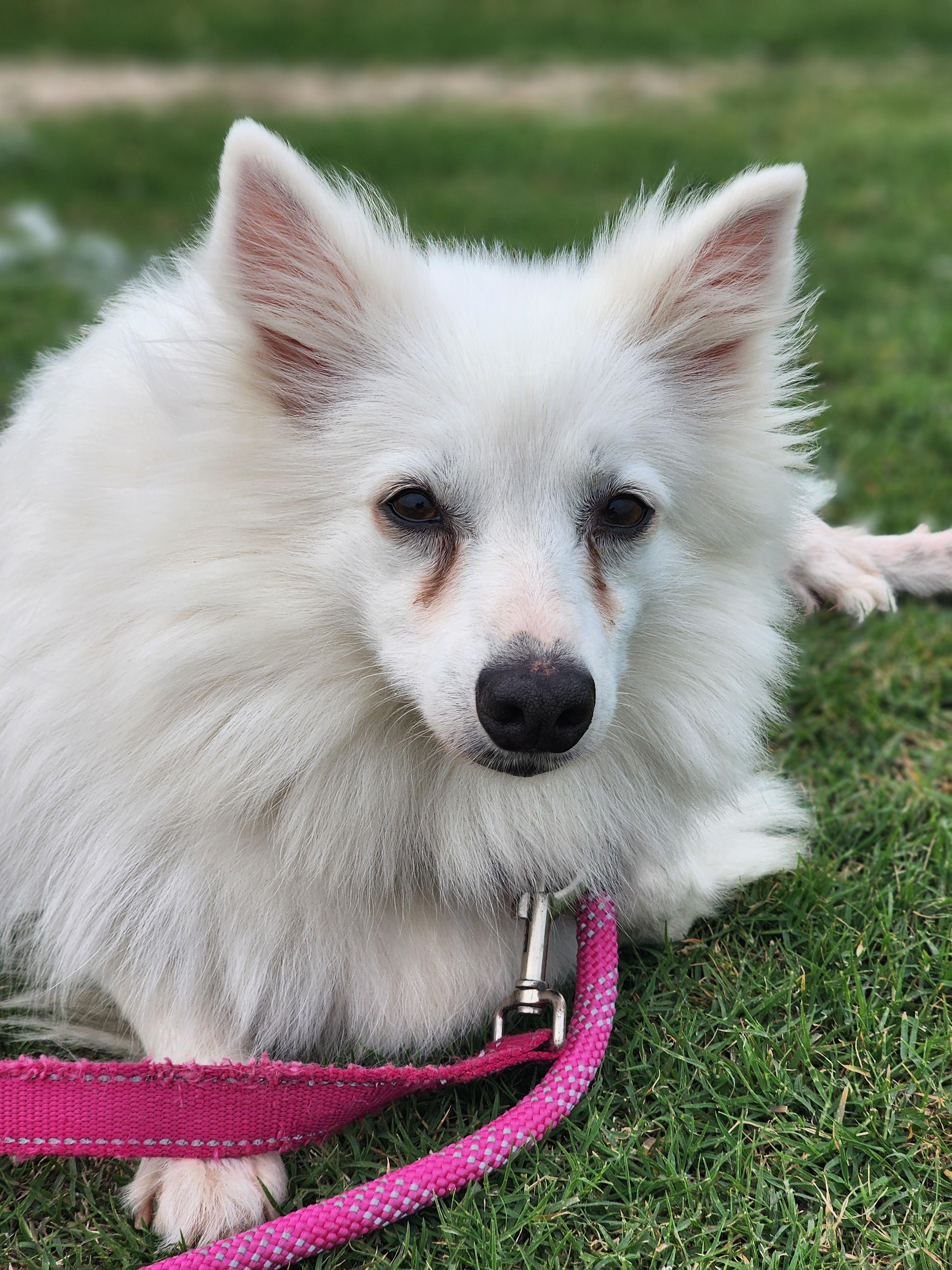 Daisy photo 3