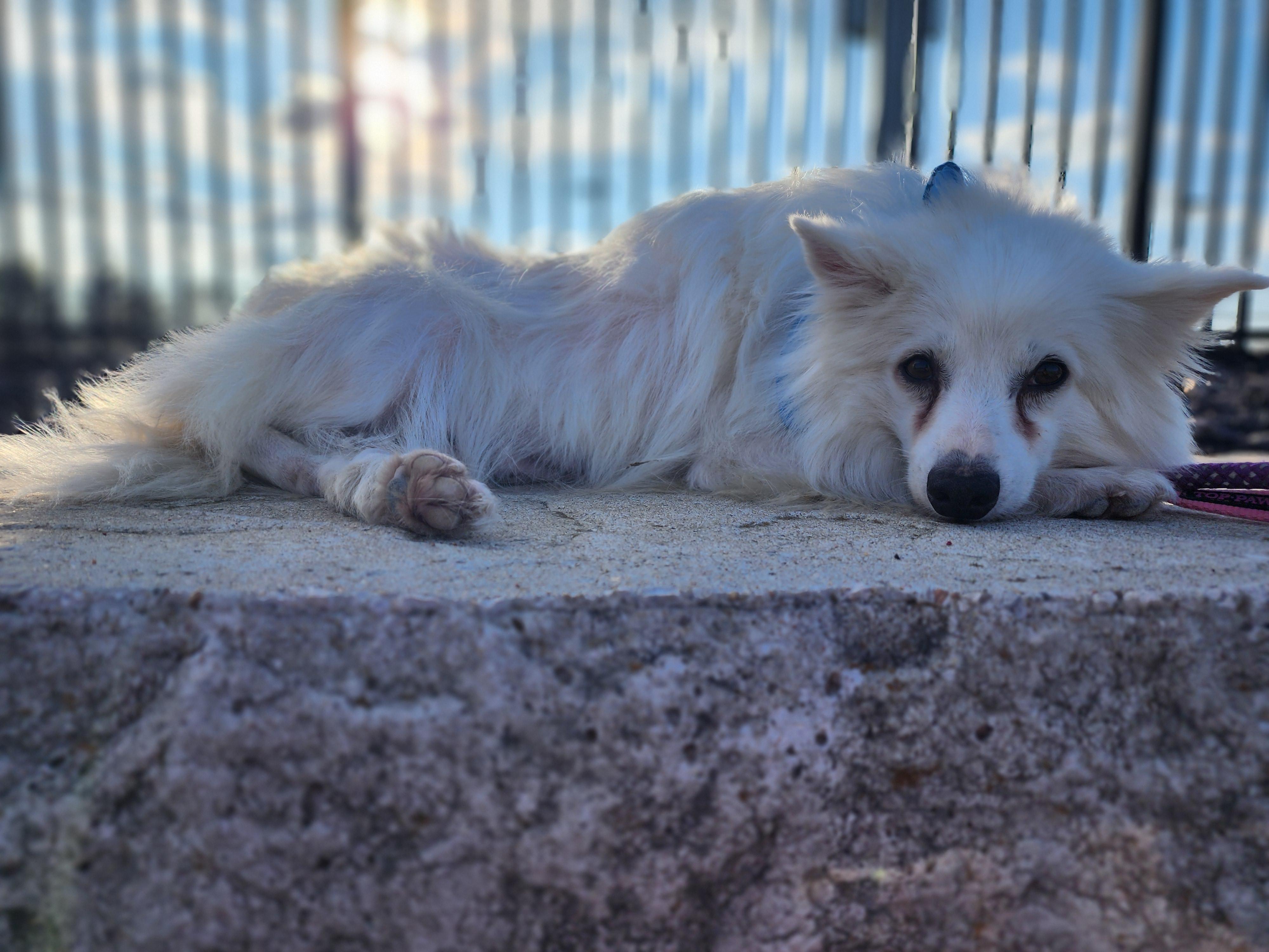 Daisy photo 2