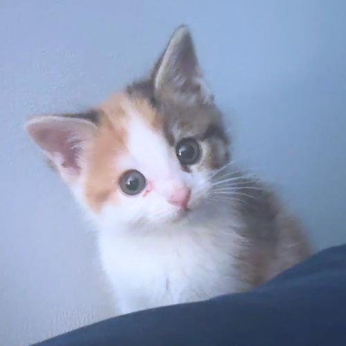 Enlarge Bug, a Adopted Calico in Rutherfordton, NC image 1/3