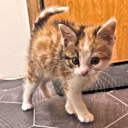 Enlarge Bug, a Adopted Calico in Rutherfordton, NC image 2/3