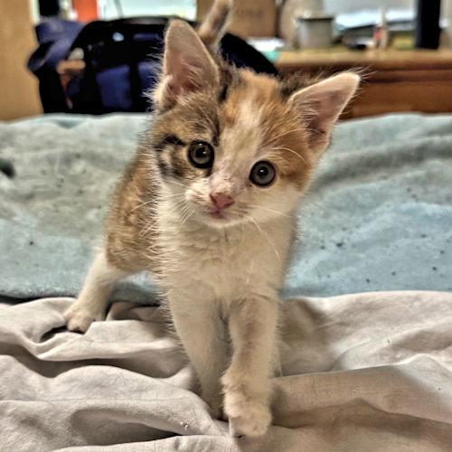 Enlarge Bug, a Adopted Calico in Rutherfordton, NC image 3/3