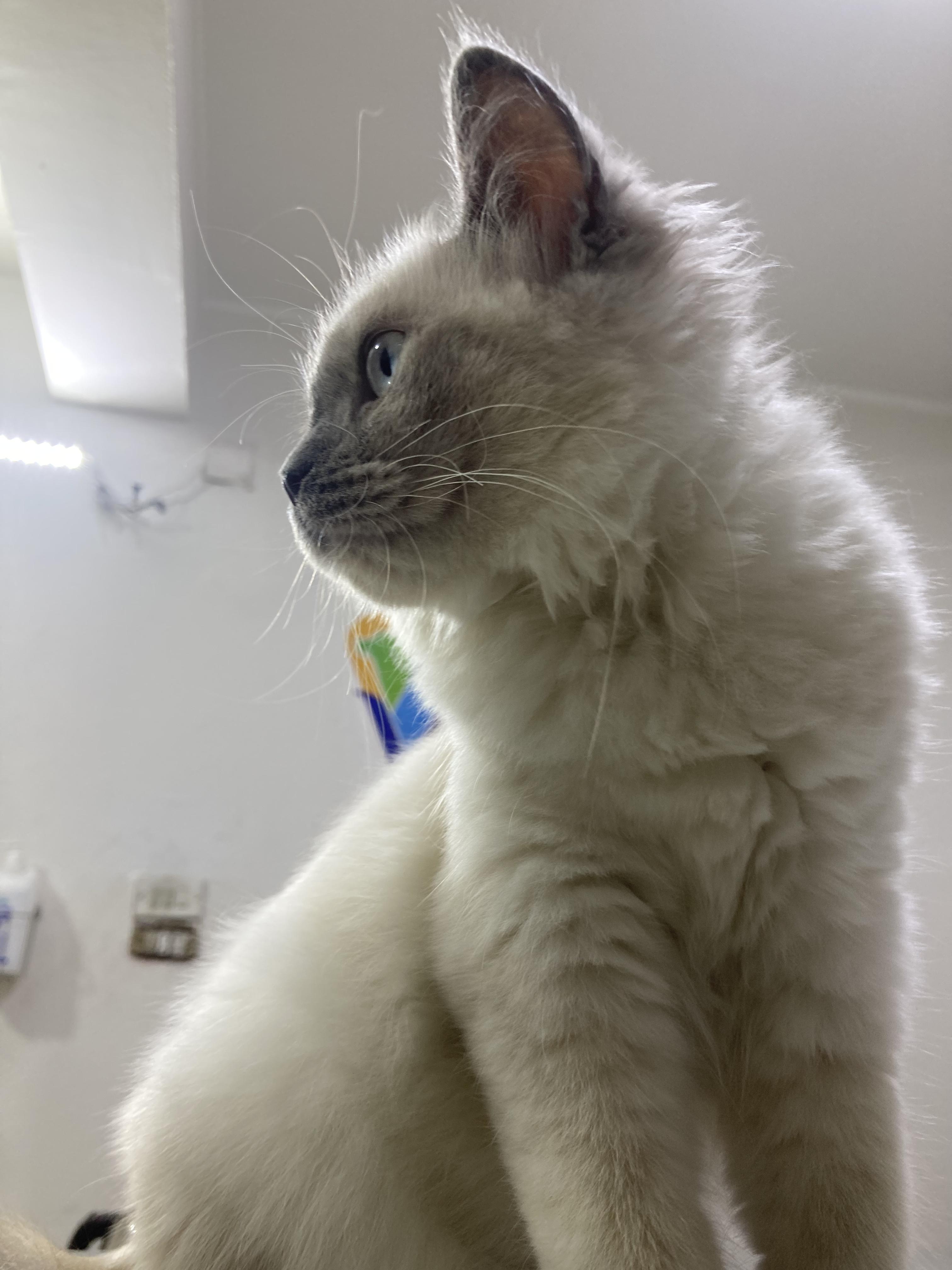 Enlarge Ellie - A Sweet, Playful Kitten Looking for Love, a ADOPTABLE mixed breed in North York, ON image 3/6