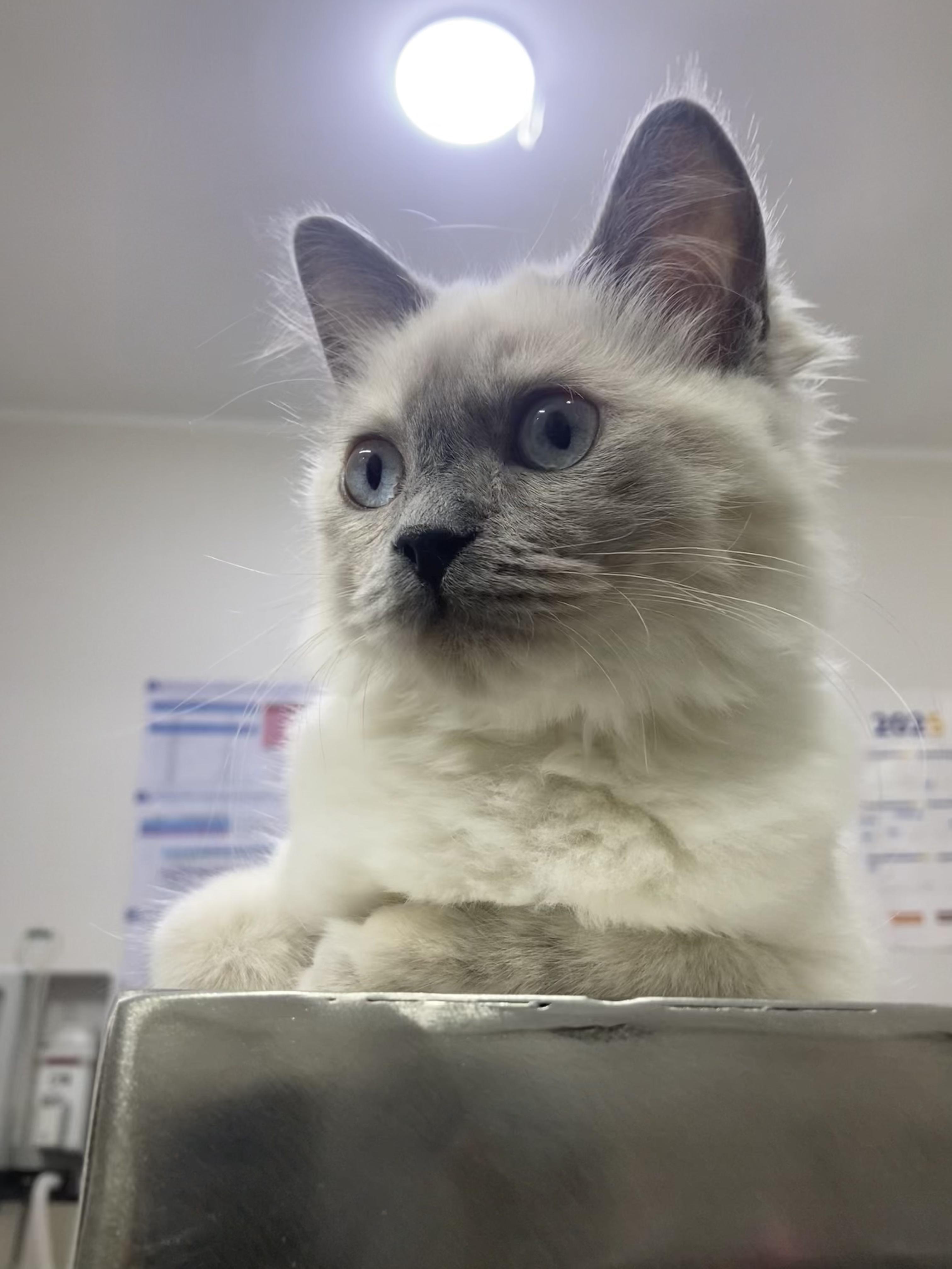 Ellie - A Sweet, Playful Kitten Looking for Love, ADOPTABLE, Kitten Female Ragdoll.