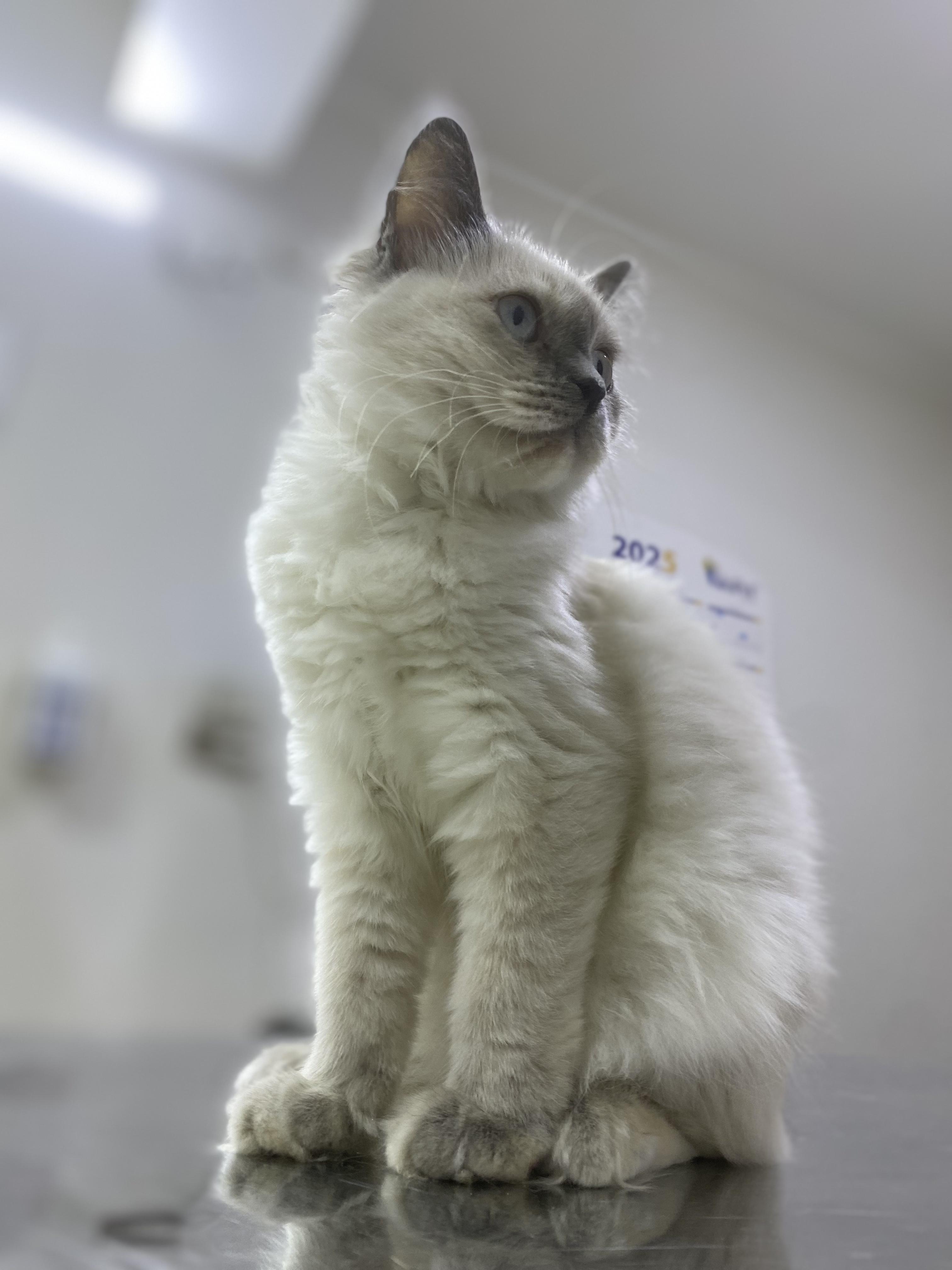 Enlarge Ellie - A Sweet, Playful Kitten Looking for Love, a ADOPTABLE mixed breed in North York, ON image 5/6