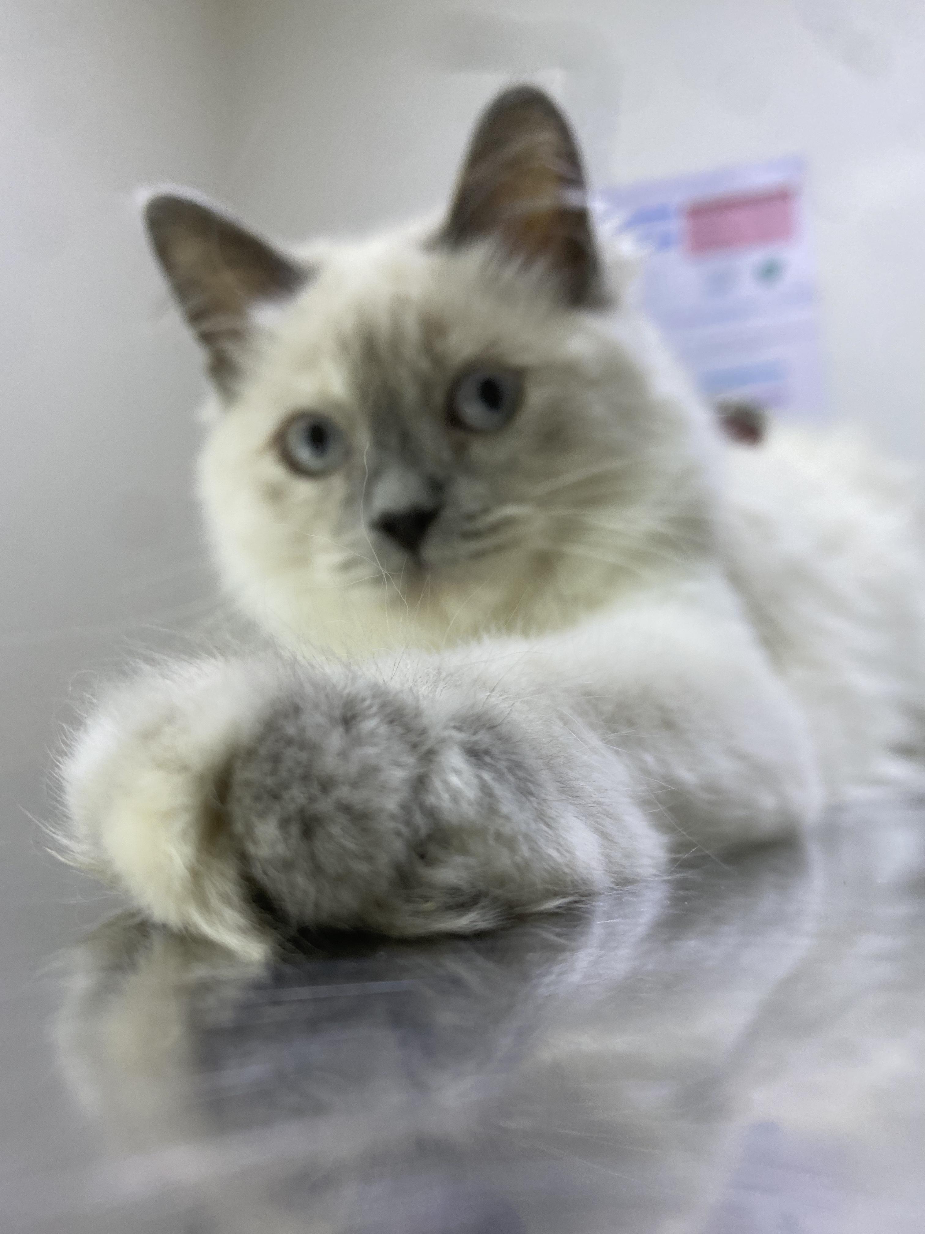Enlarge Ellie - A Sweet, Playful Kitten Looking for Love, a ADOPTABLE mixed breed in North York, ON image 2/6
