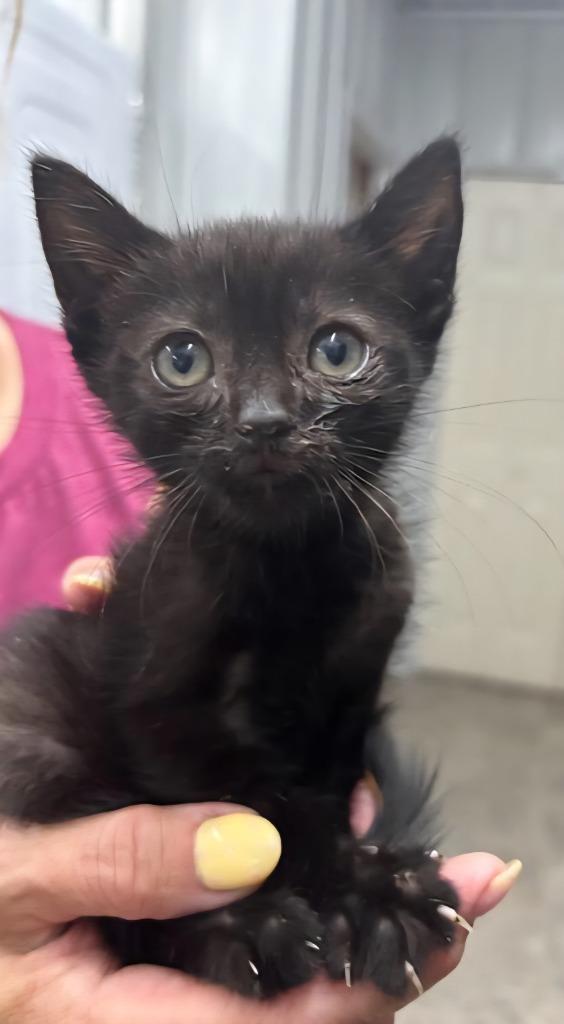 Andi, Adoptable, Kitten Female Domestic Short Hair.