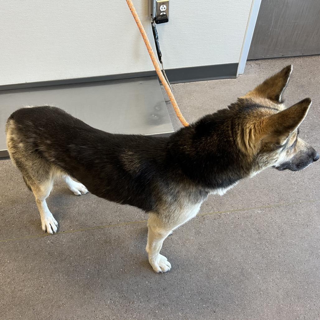 Enlarge Raya, a Adoptable Mixed Breed in Las Cruces, NM image 1/6