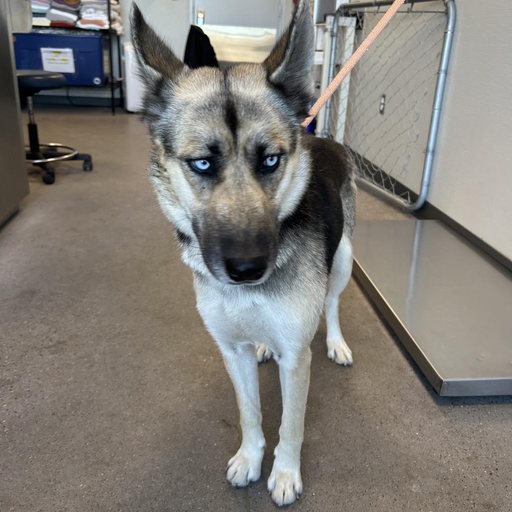 Enlarge Raya, a Adoptable Mixed Breed in Las Cruces, NM image 2/6