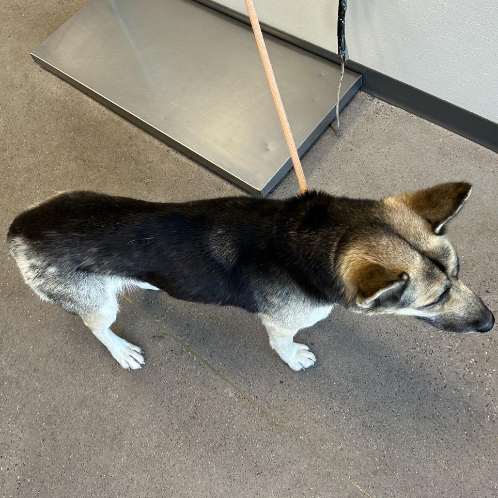 Enlarge Raya, a Adoptable Mixed Breed in Las Cruces, NM image 3/6