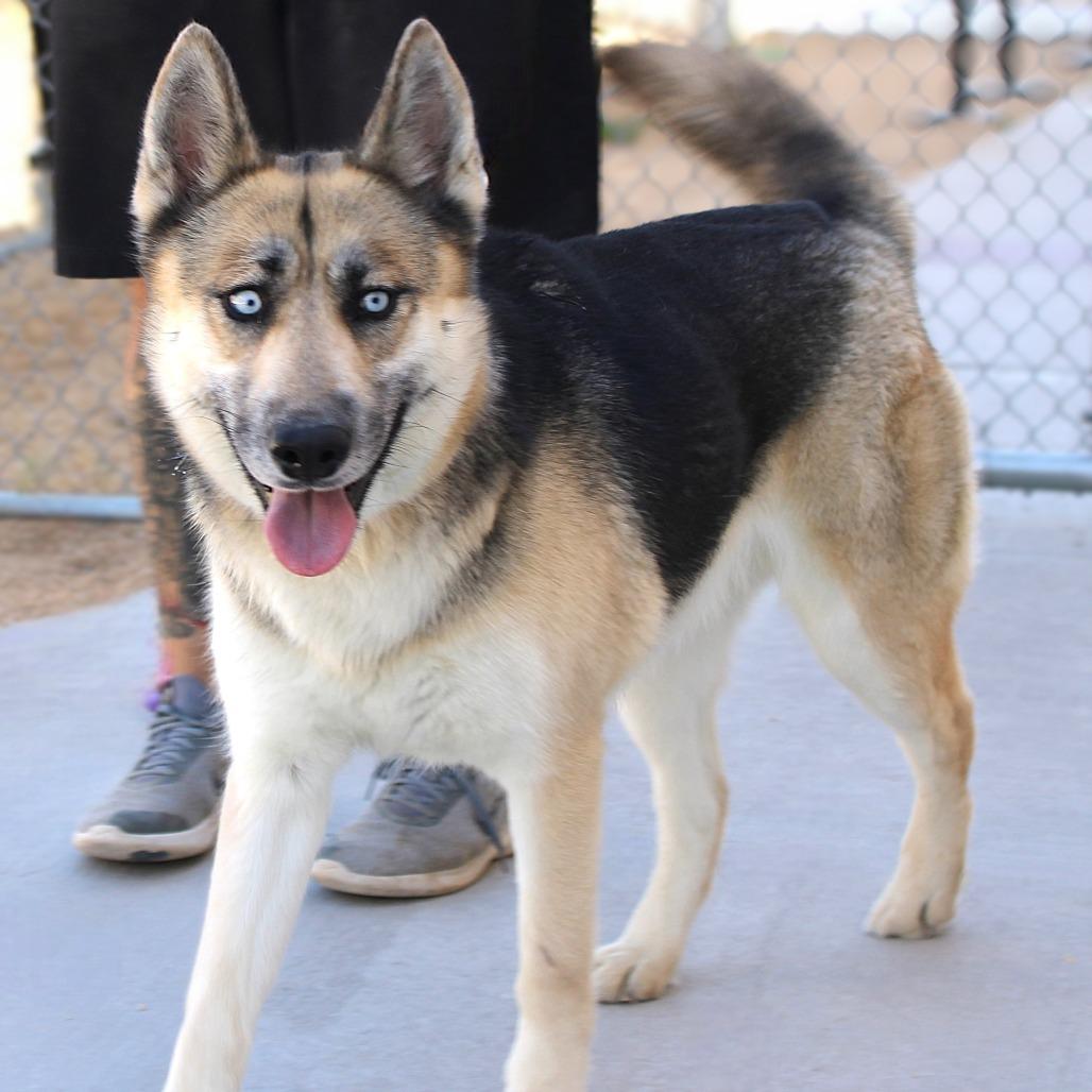 Enlarge Raya, a Adoptable Mixed Breed in Las Cruces, NM image 4/6