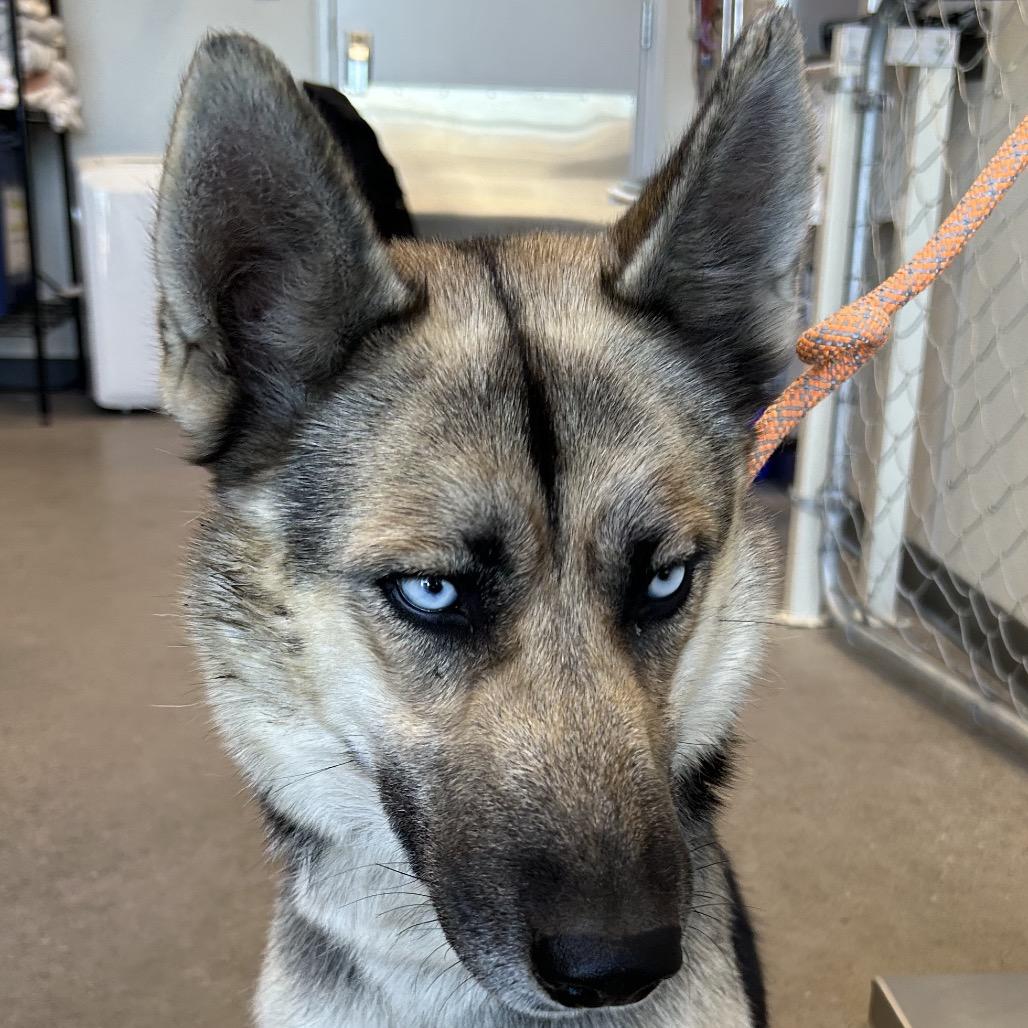 Enlarge Raya, a Adoptable Mixed Breed in Las Cruces, NM image 5/6