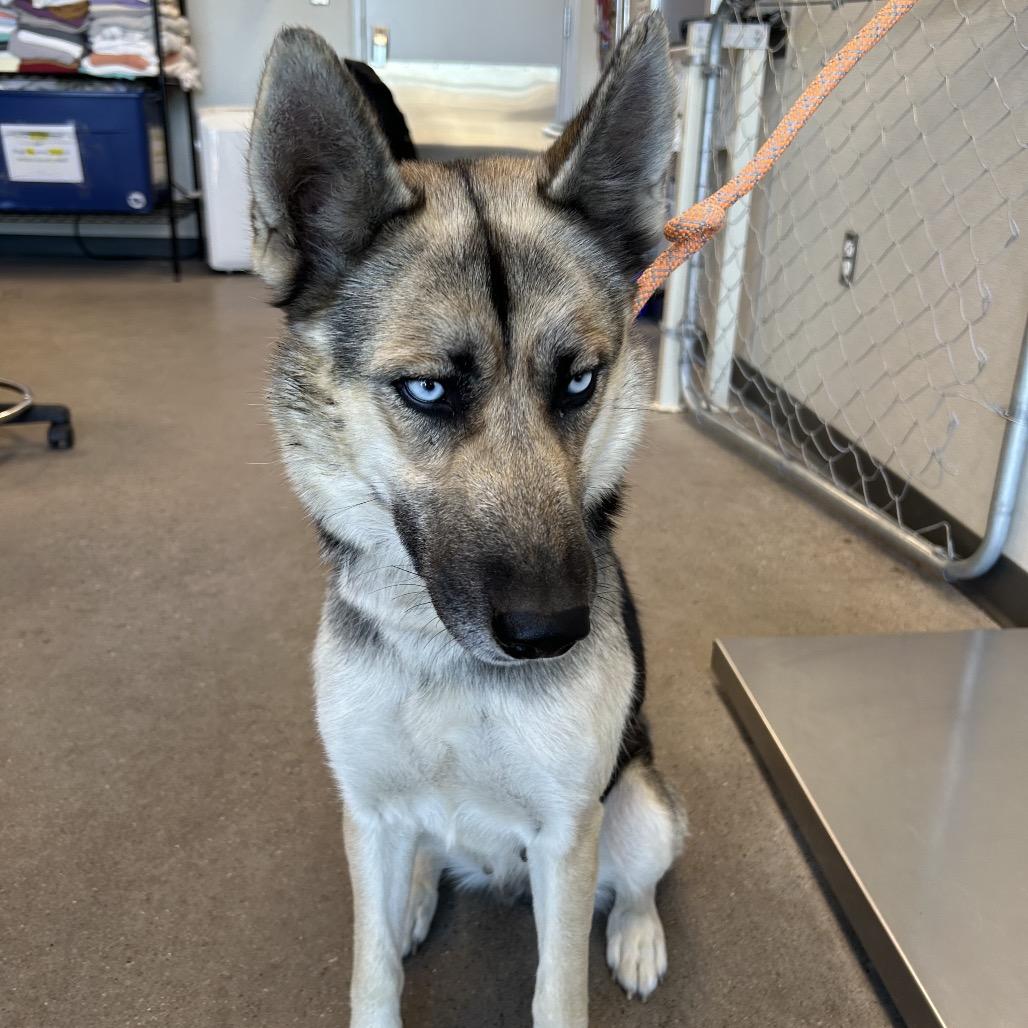 Enlarge Raya, a Adoptable Mixed Breed in Las Cruces, NM image 6/6