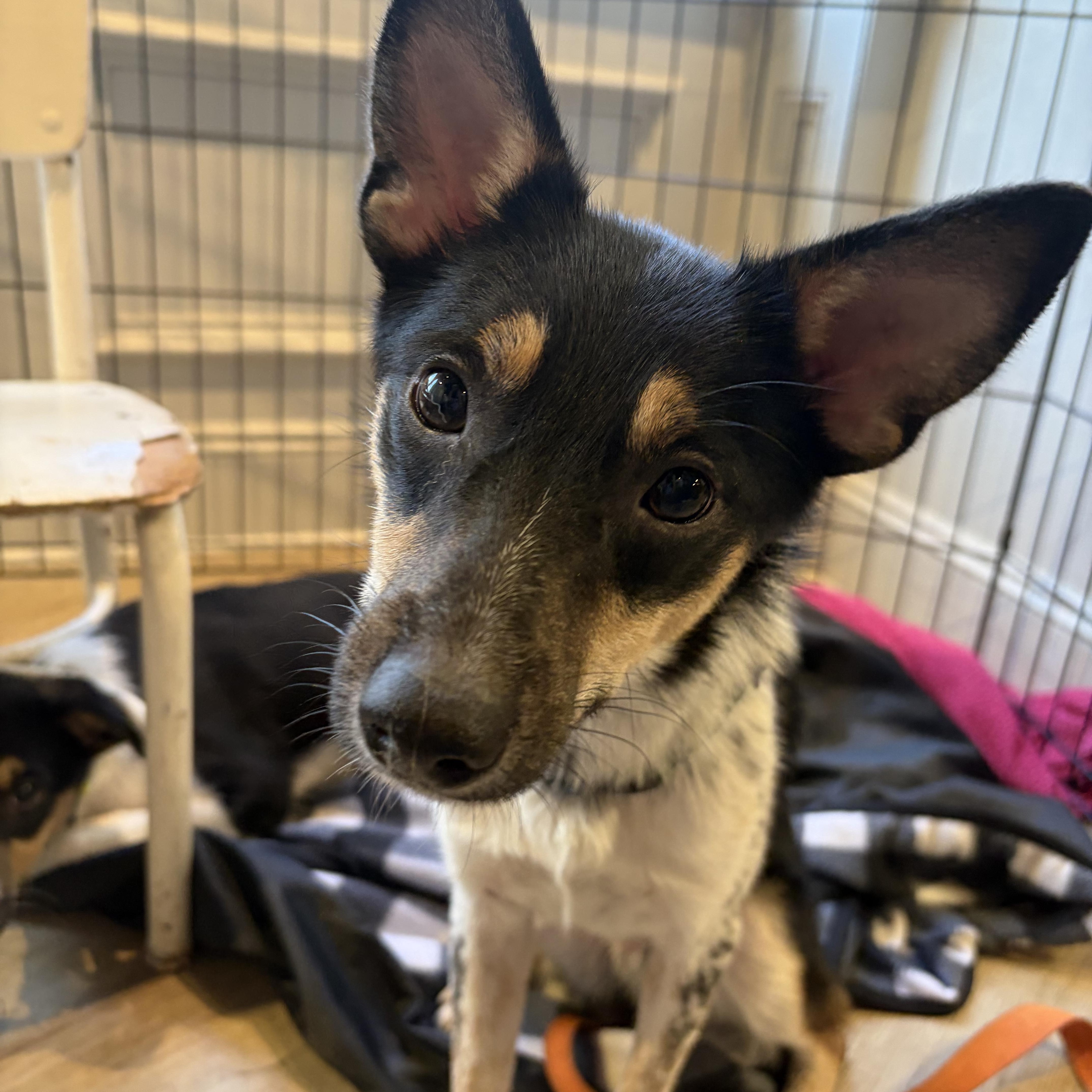Moe, Adoptable, Puppy Male Collie.