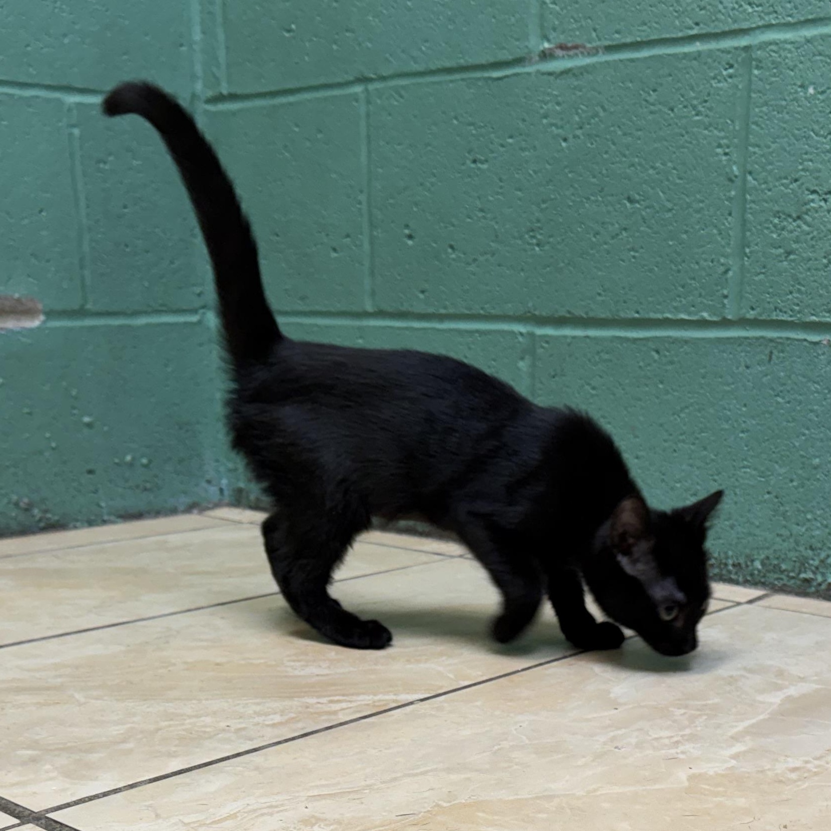 Magnolia, an adopted mixed breed in Latrobe, PA image 2/3