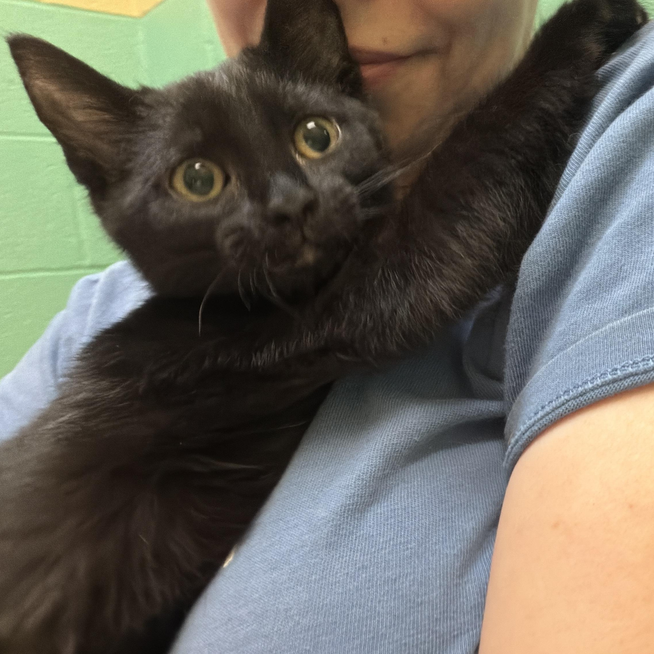 Magnolia, an adopted mixed breed in Latrobe, PA image 3/3