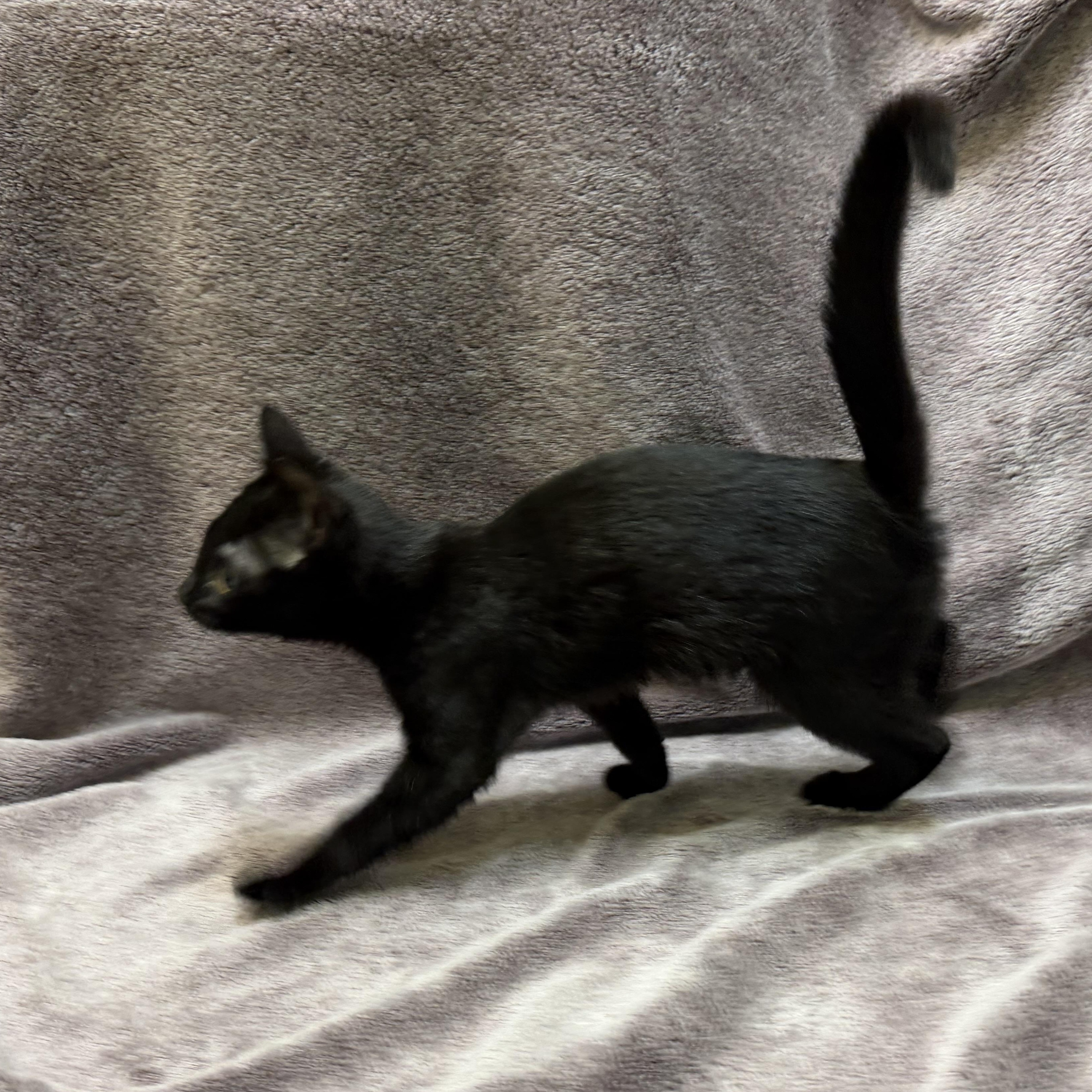Magnolia, adopted, Kitten Female Domestic Short Hair.