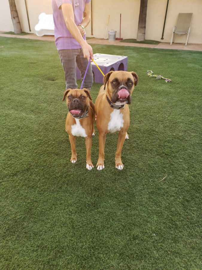 Hercules and Roxy, a Adoptable Boxer in Brea, CA image 1/6