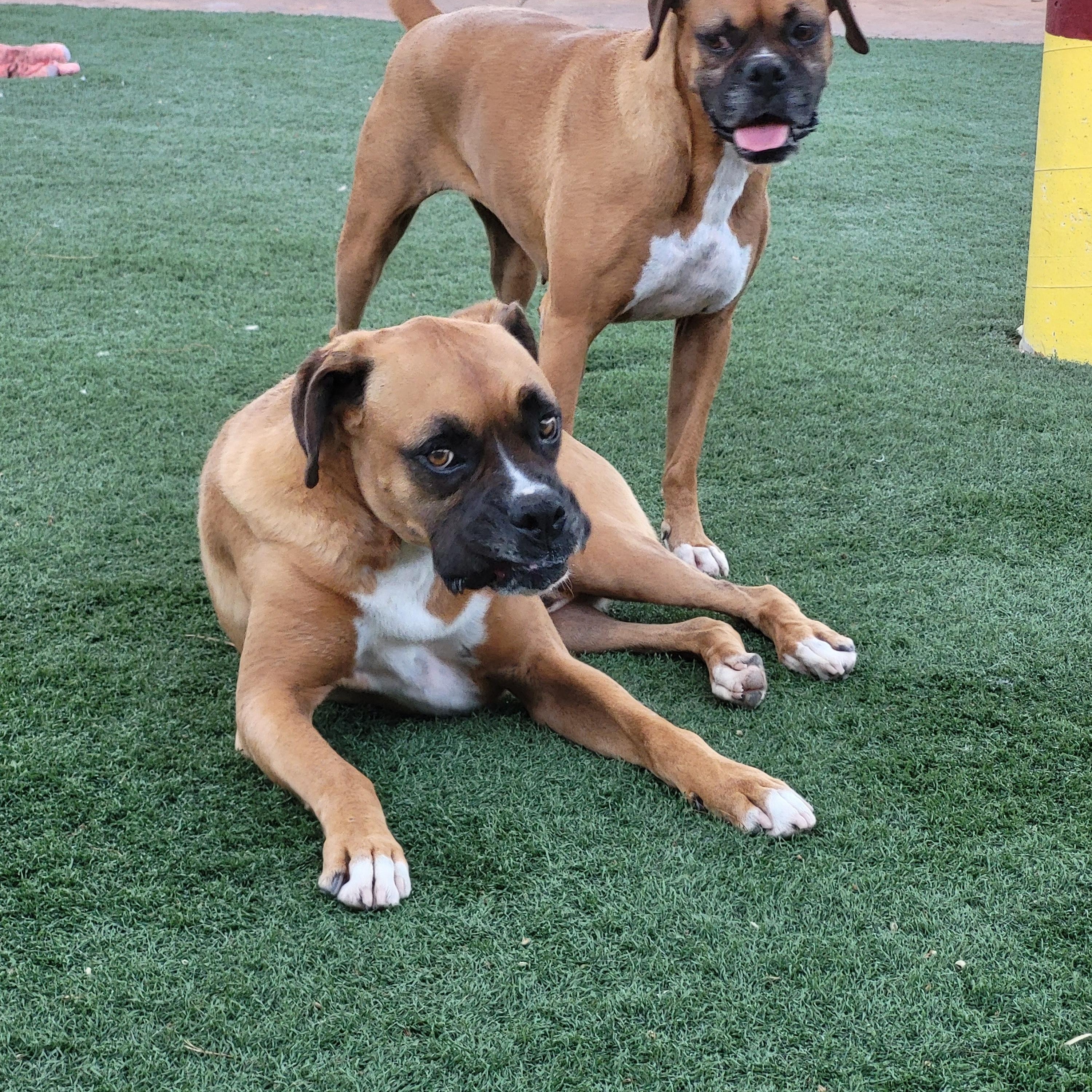 Enlarge Hercules and Roxy, a Adoptable Boxer in Brea, CA image 5/6