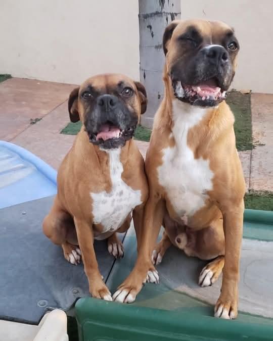 Enlarge Hercules and Roxy, a Adoptable Boxer in Brea, CA image 1/6