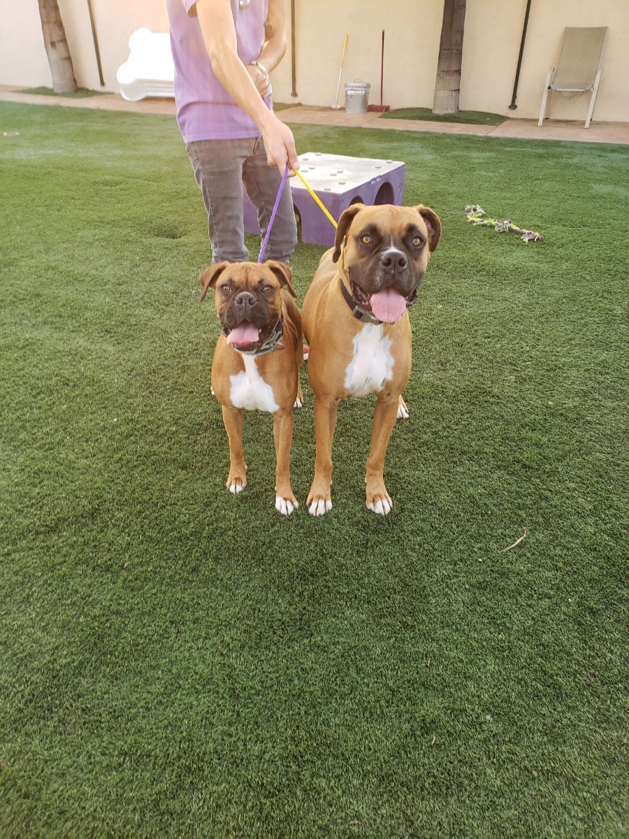 Hercules and Roxy