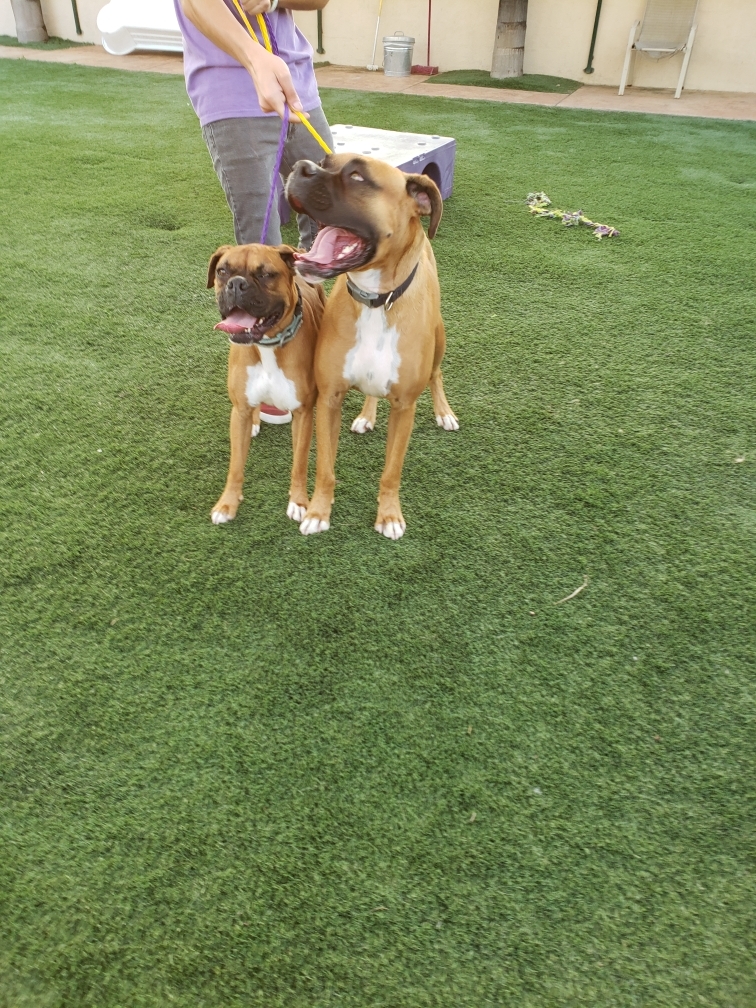 Hercules and Roxy photo 3