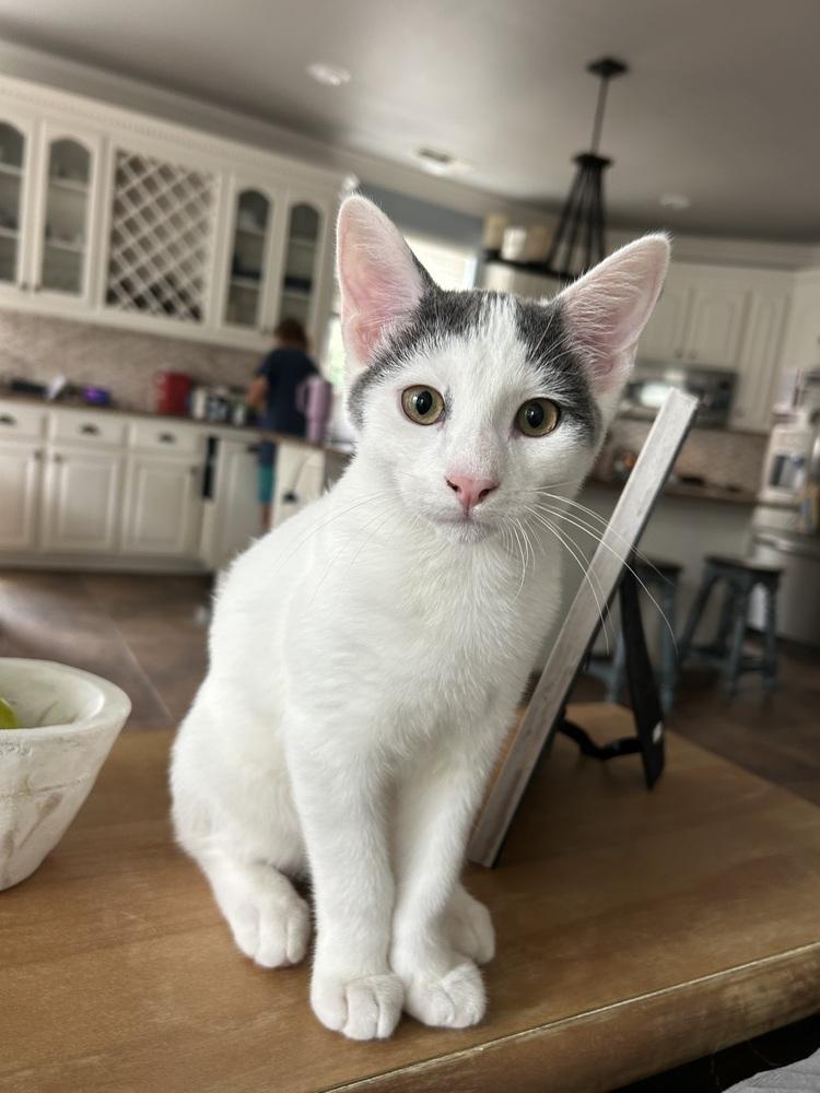 Asriel — thumbnail 2