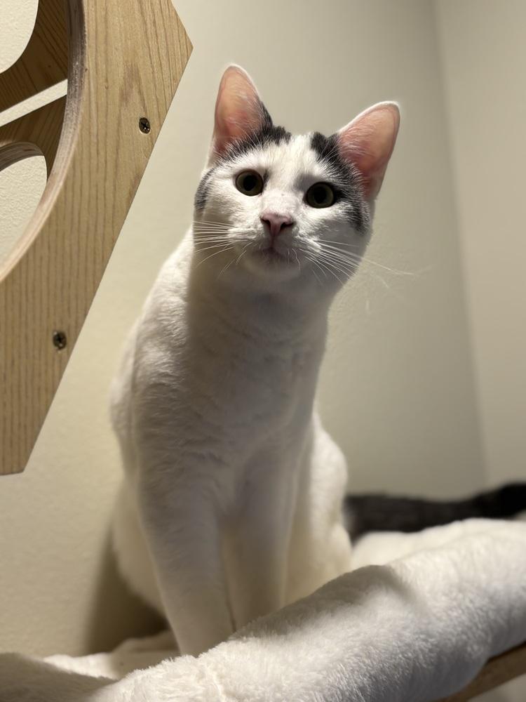 Asriel — thumbnail 3