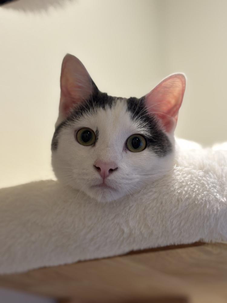 Asriel — thumbnail 4