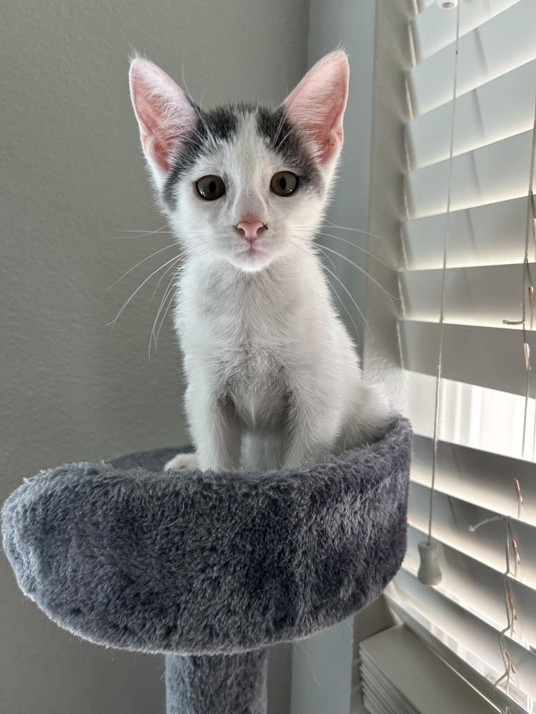 Asriel — thumbnail 6