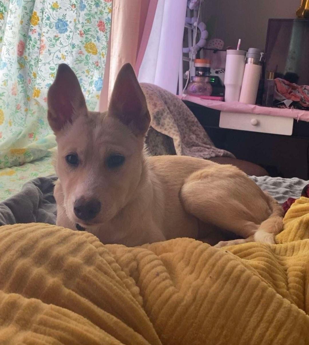 Charm, ADOPTABLE, Puppy Female Siberian Husky.