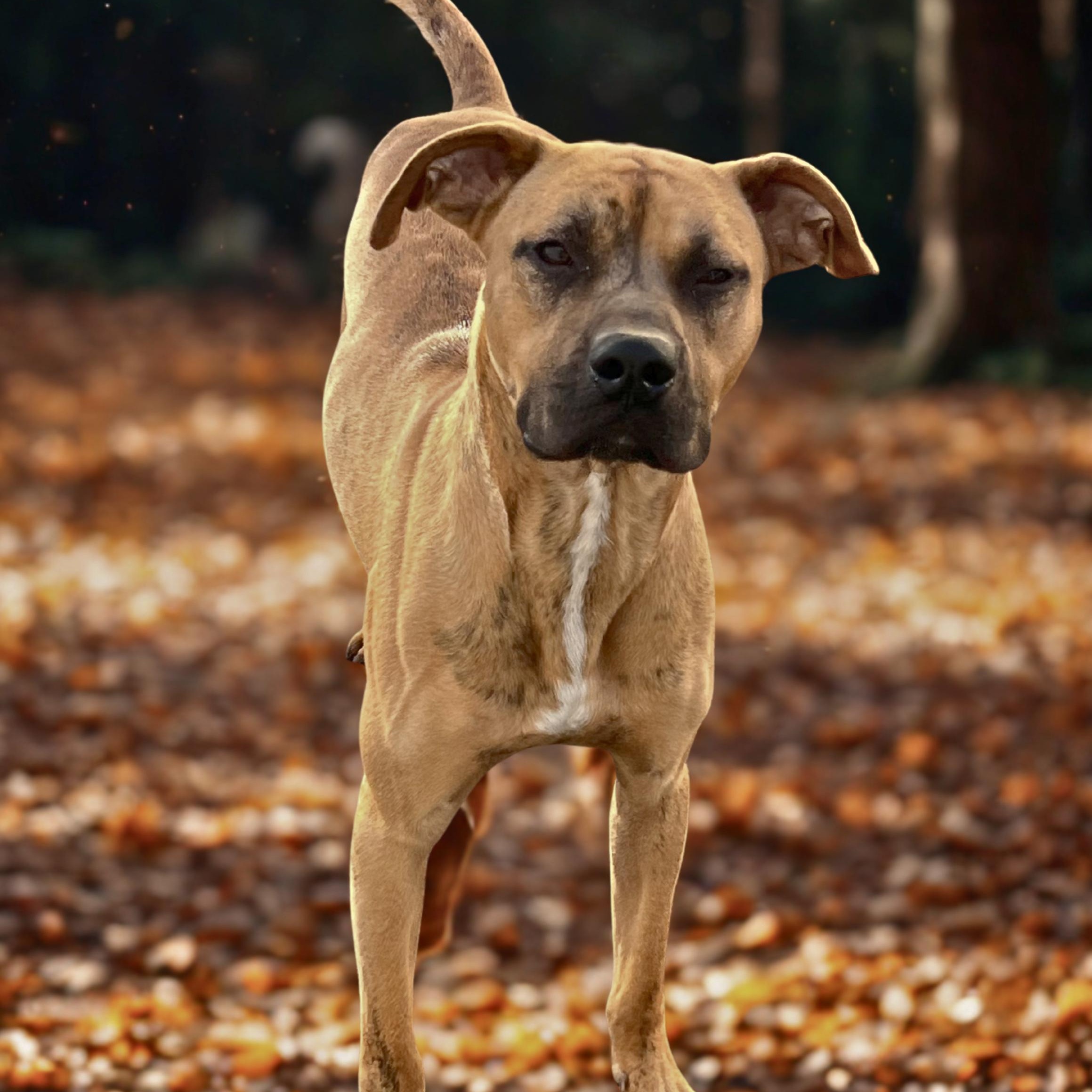 Enlarge COPPER, a Adoptable mixed breed in Cranston, RI image 1/1