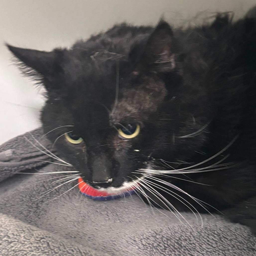 Pepe, Adoptable, Adult Male Domestic Short Hair.