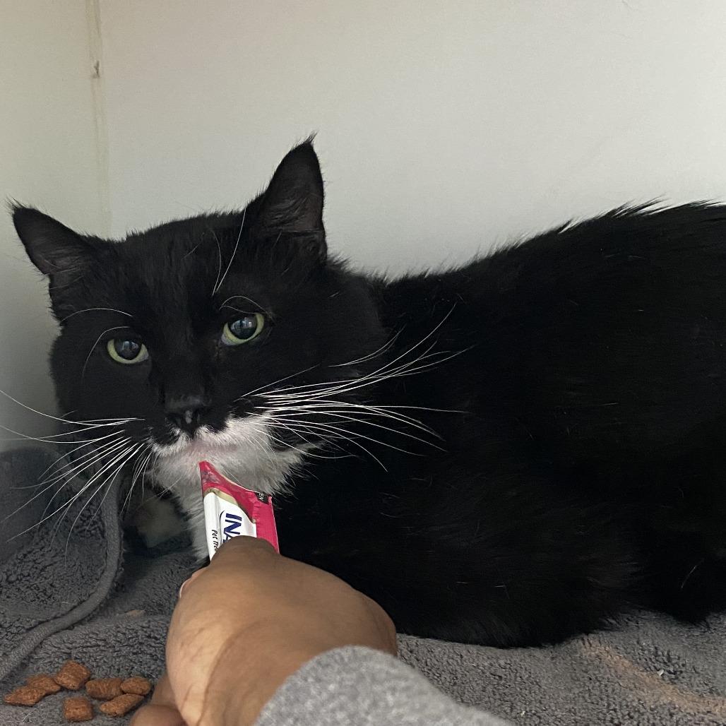 Enlarge Pepe, a Adoptable Domestic Short Hair in Philadelphia, PA image 2/3