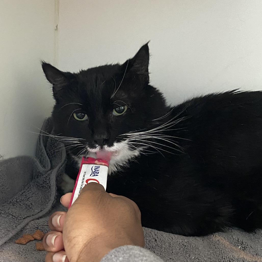 Enlarge Pepe, a Adoptable Domestic Short Hair in Philadelphia, PA image 3/3