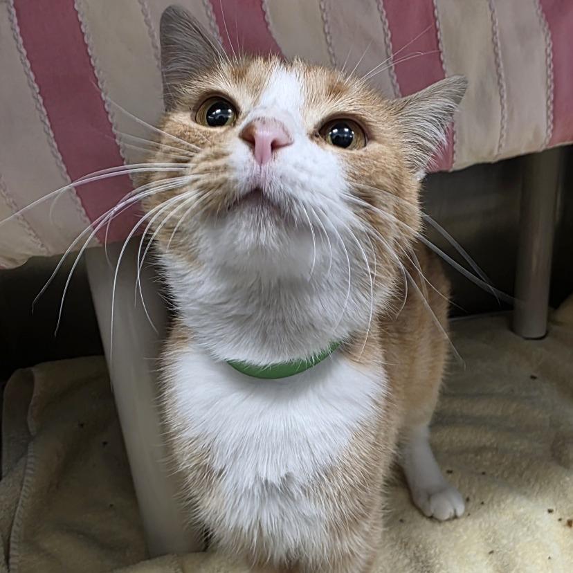 Enlarge Mayor Mcgerkle, a Adoptable Domestic Short Hair in Fort Wayne, IN image 1/3