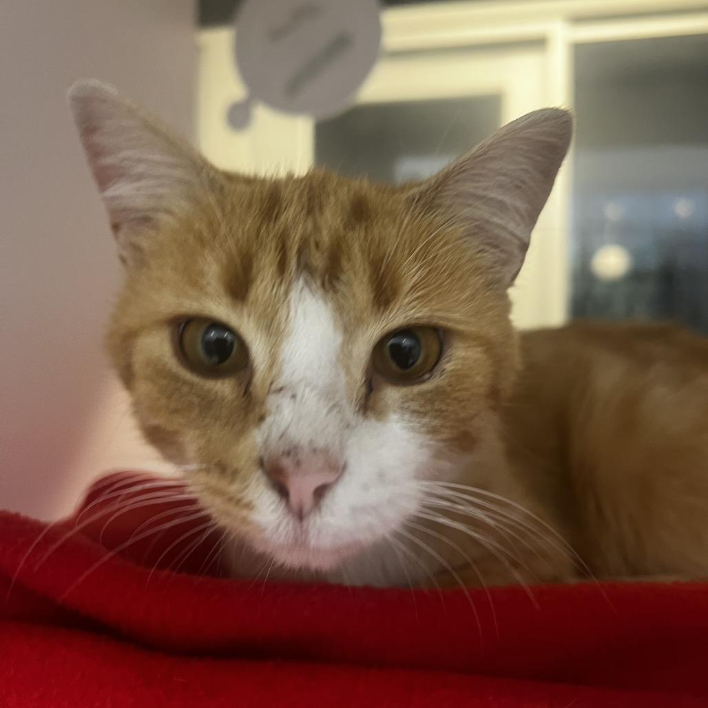 Enlarge Mayor Mcgerkle, a Adoptable Domestic Short Hair in Fort Wayne, IN image 3/3