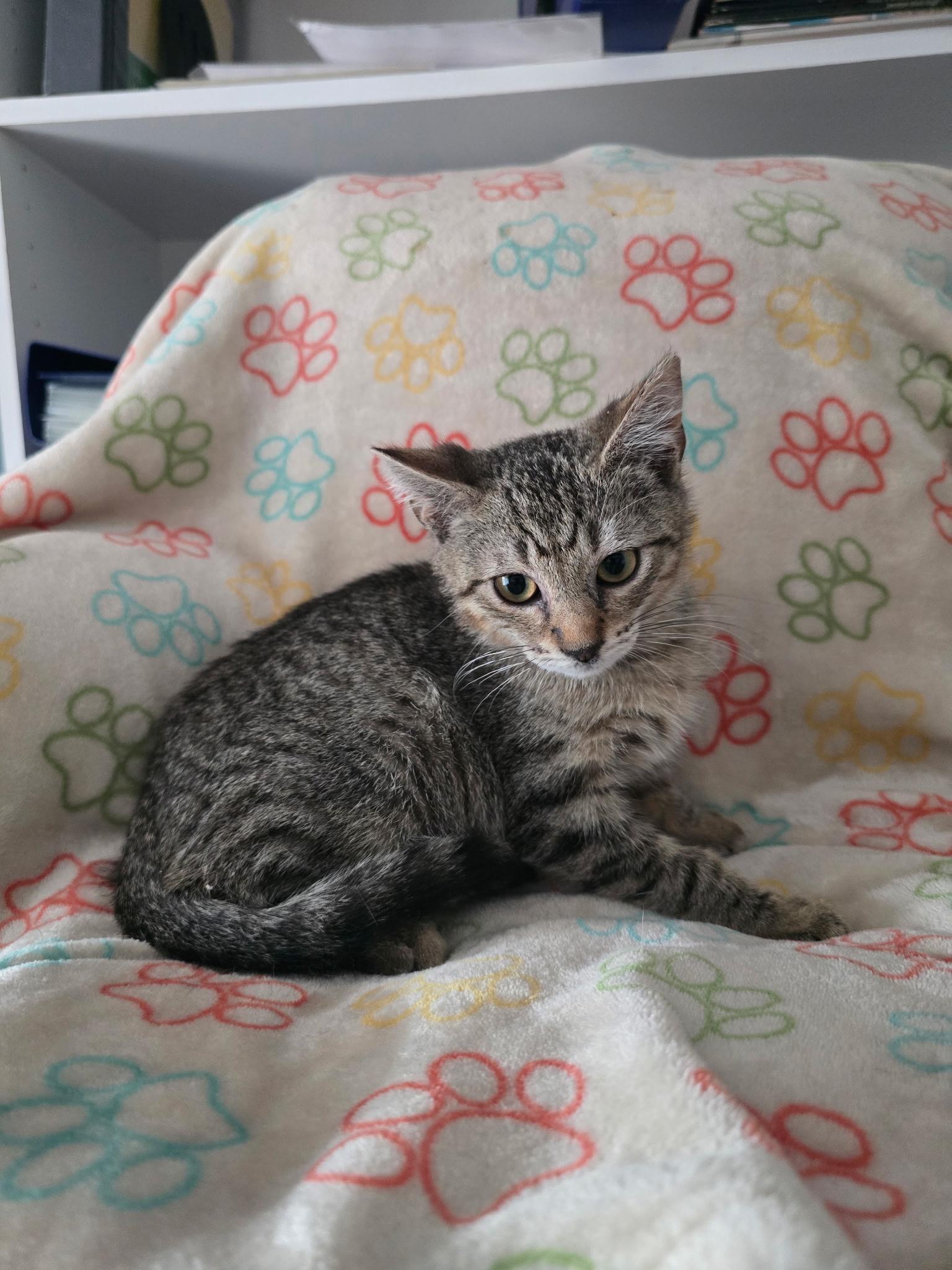 Enlarge MALCOLM, an adopted Domestic Short Hair in Spotswood, NJ image 1/4