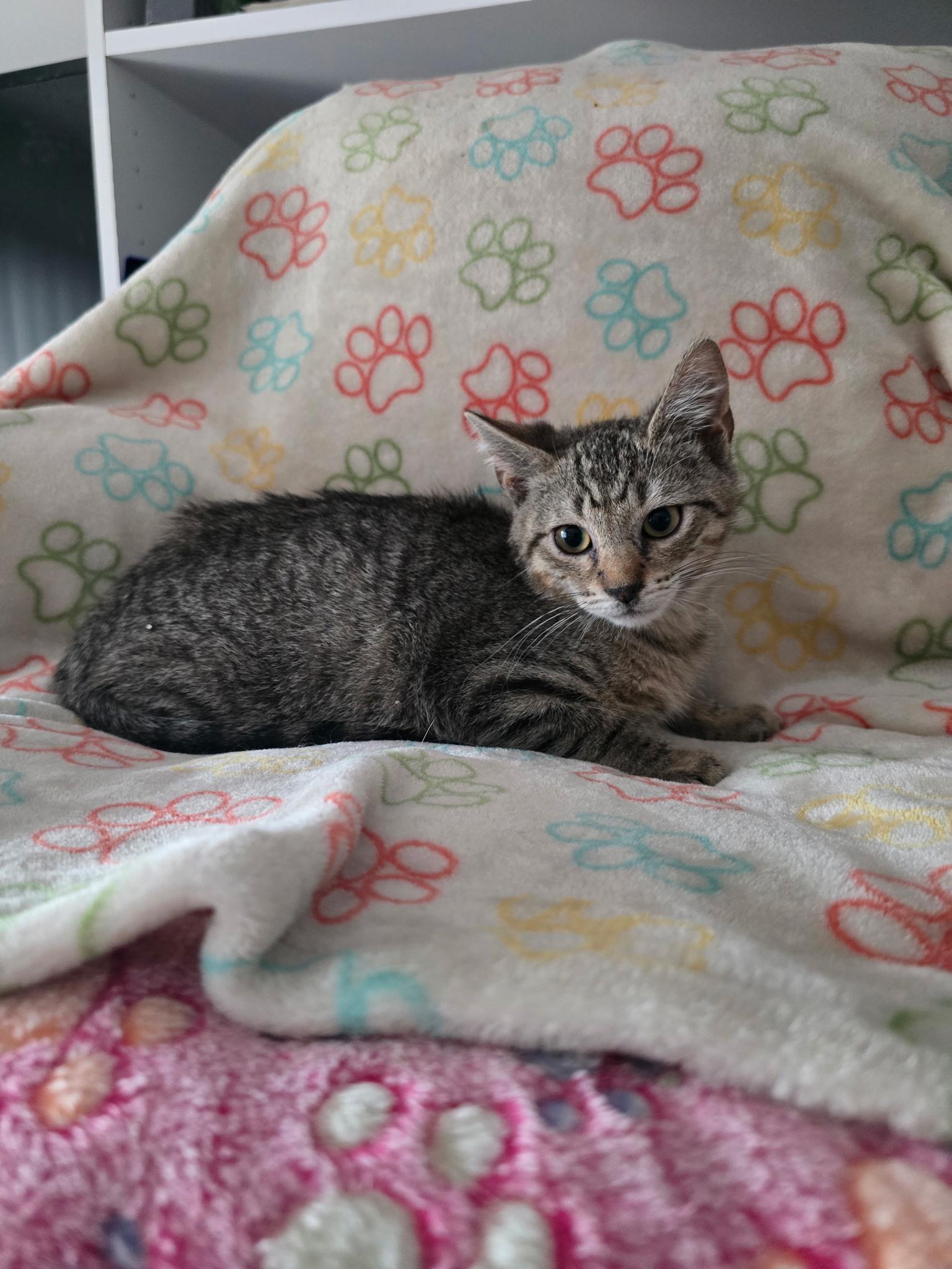 Enlarge MALCOLM, an adopted Domestic Short Hair in Spotswood, NJ image 2/4