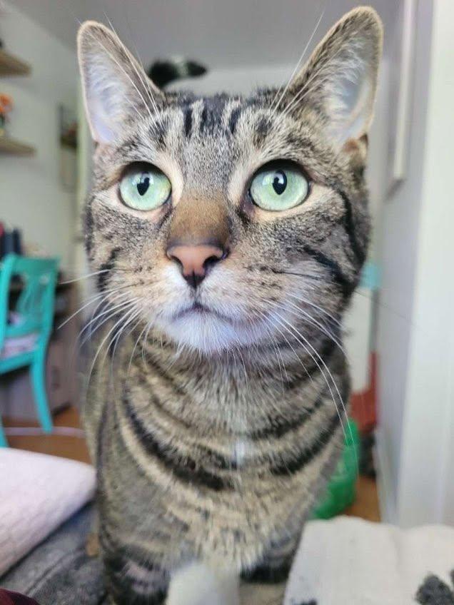 Enlarge WILLOW 2 (bonded with LUCY 3), a Adoptable Domestic Short Hair in Tillsonburg, ON image 1/1