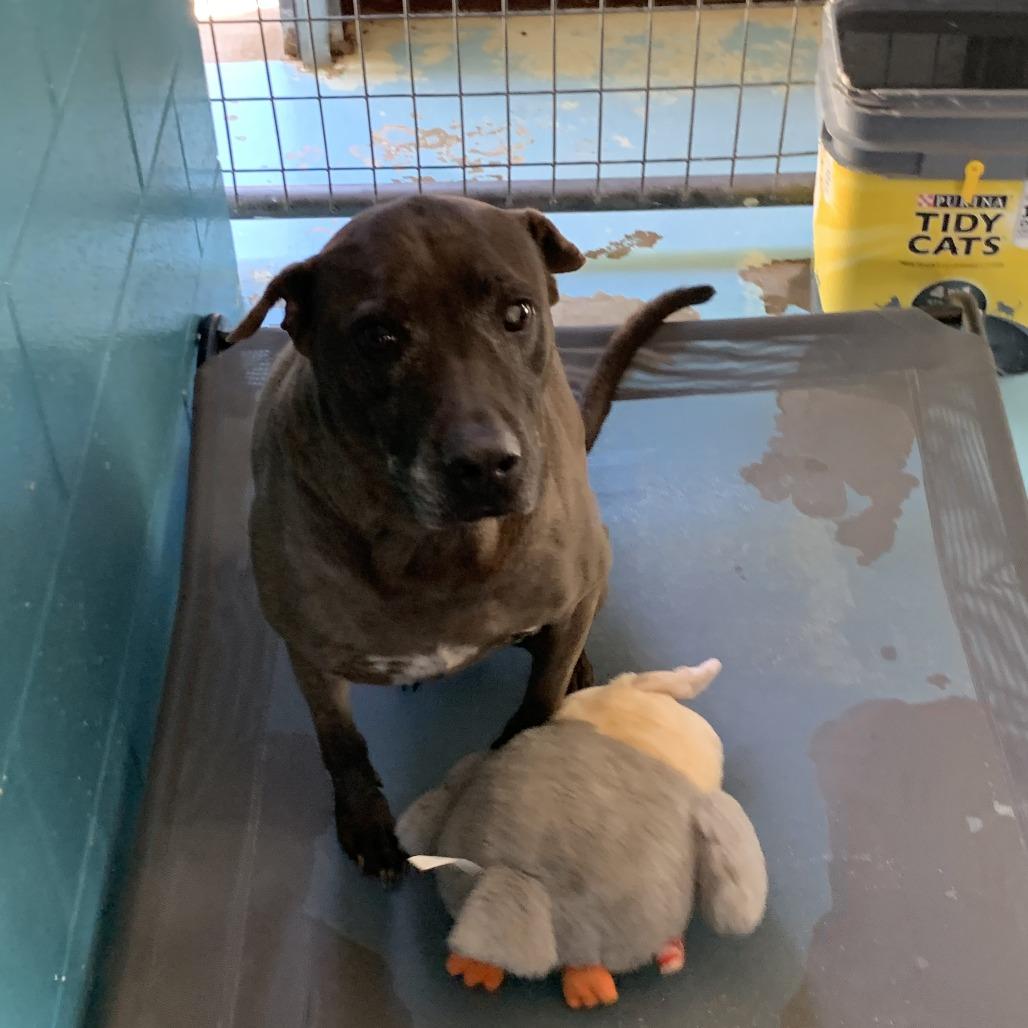 Justin, Adoptable, Senior Male Mixed Breed.