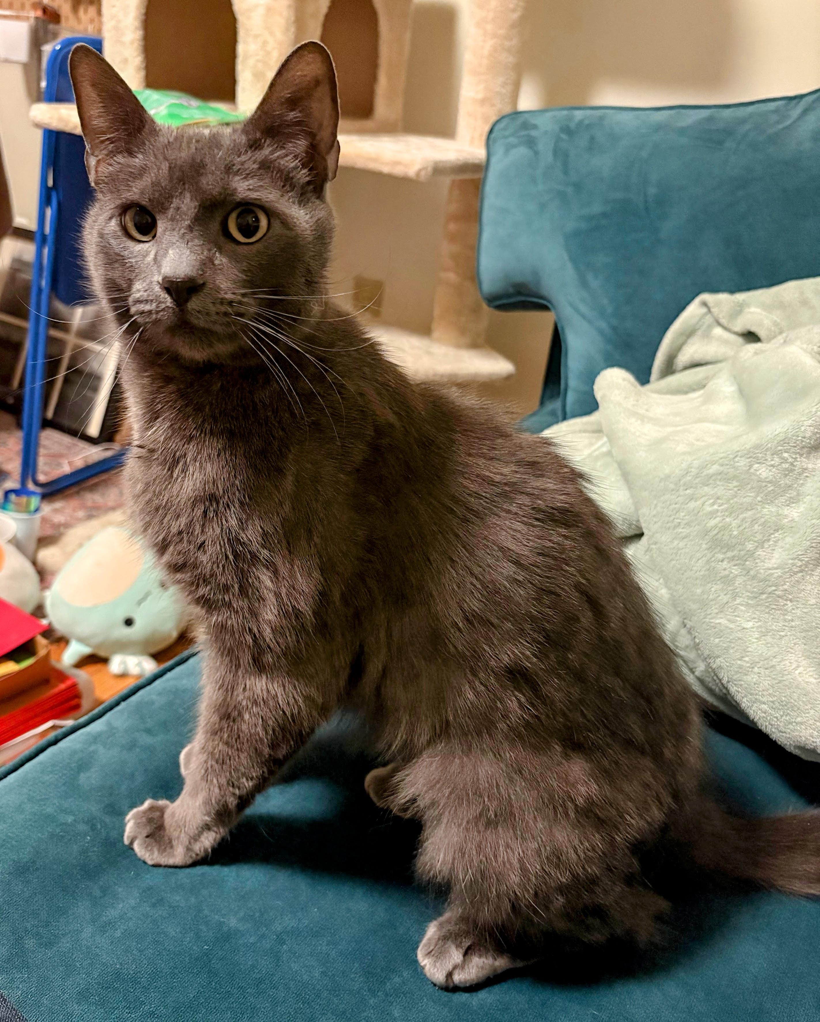 Lincoln, ADOPTABLE, Adult Male Domestic Short Hair.