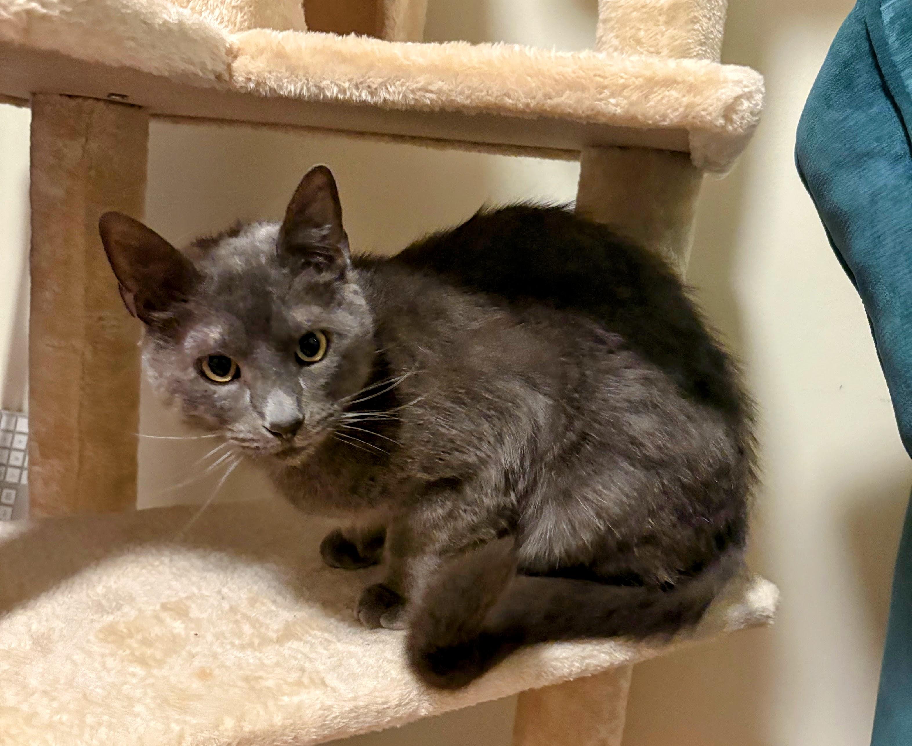 Enlarge Lincoln, a ADOPTABLE mixed breed in Schenectady, NY image 2/2