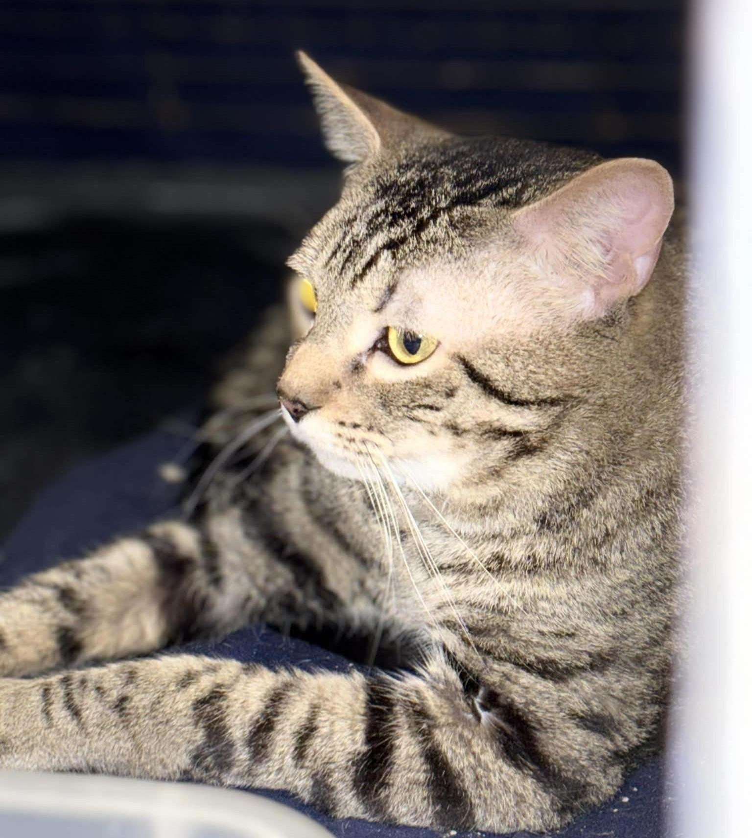 Enlarge Tigger, a Adoptable American Shorthair in Allen, TX image 1/6