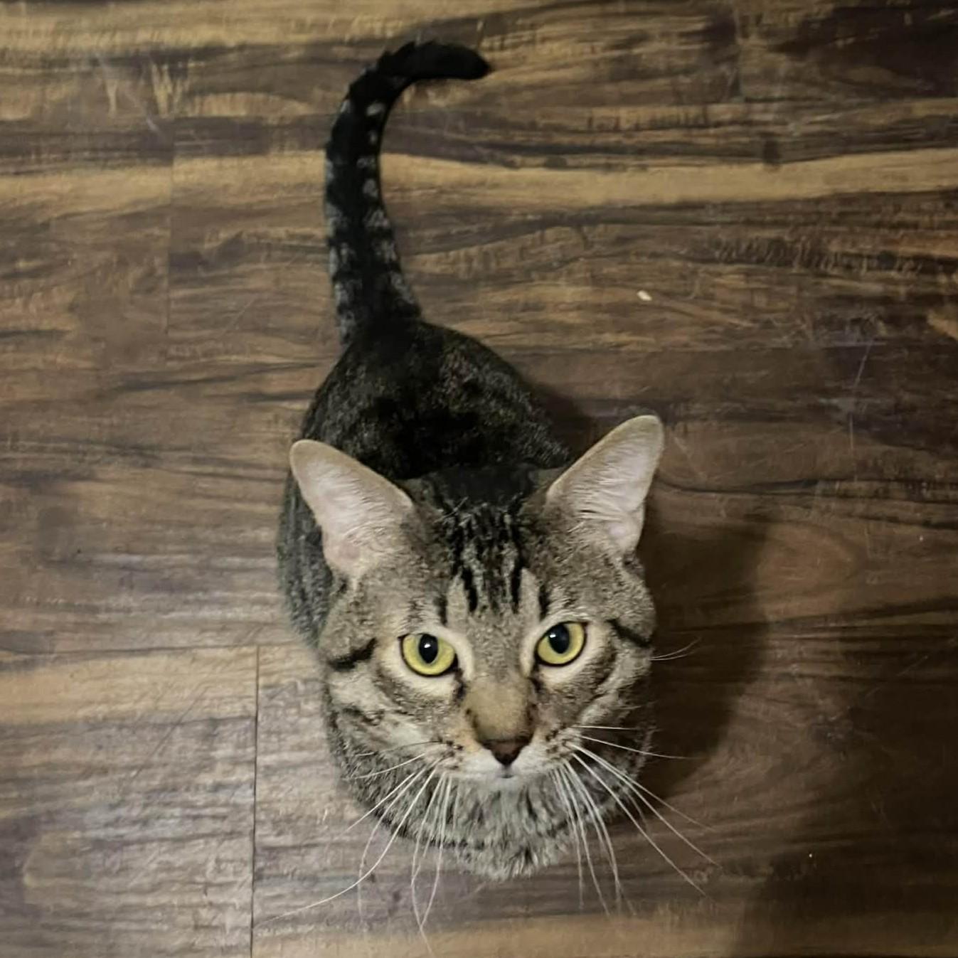 Enlarge Tigger, a Adoptable American Shorthair in Allen, TX image 3/6