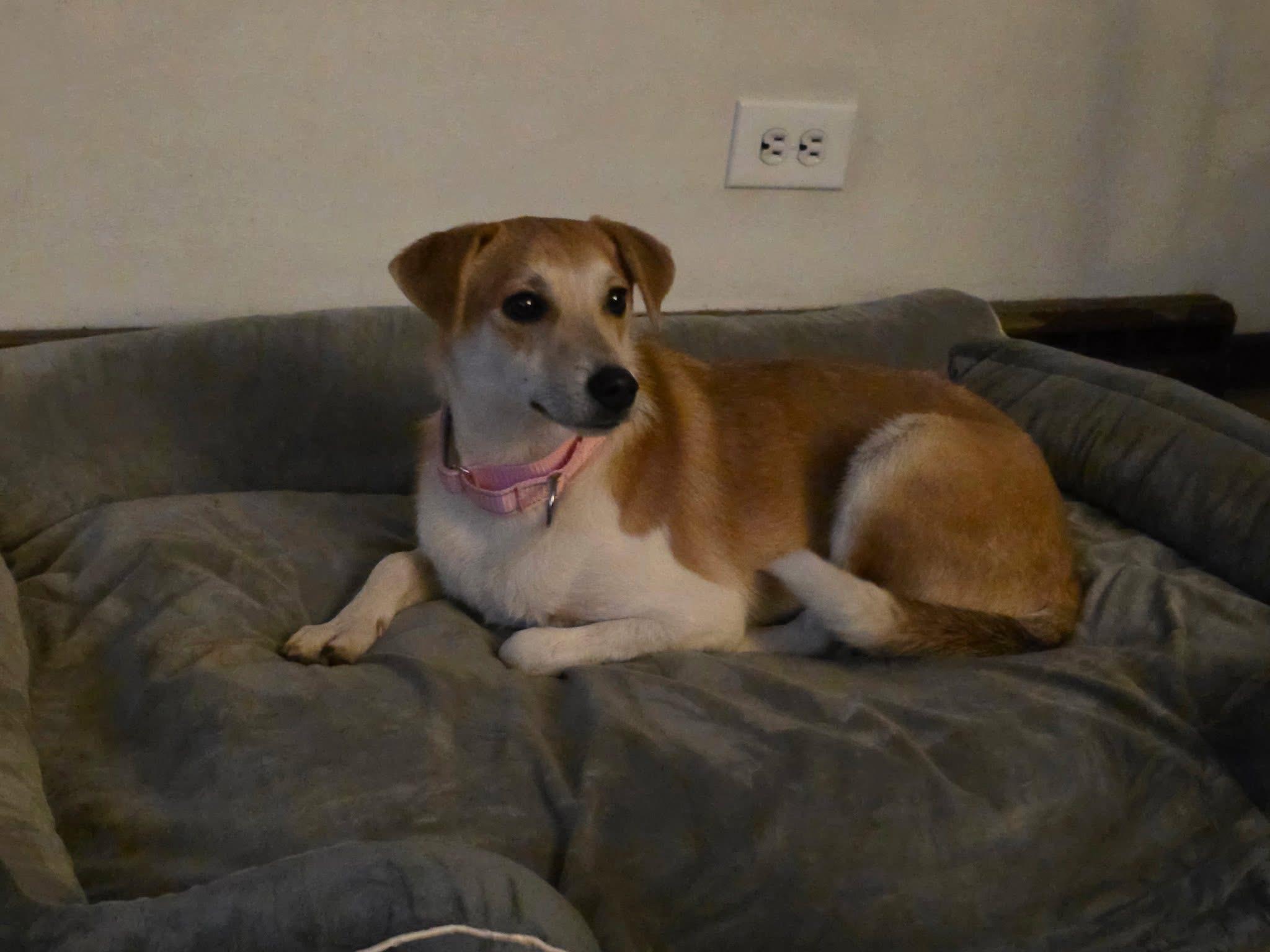 Ashley, ADOPTABLE, Young Female Australian Shepherd & Whippet.