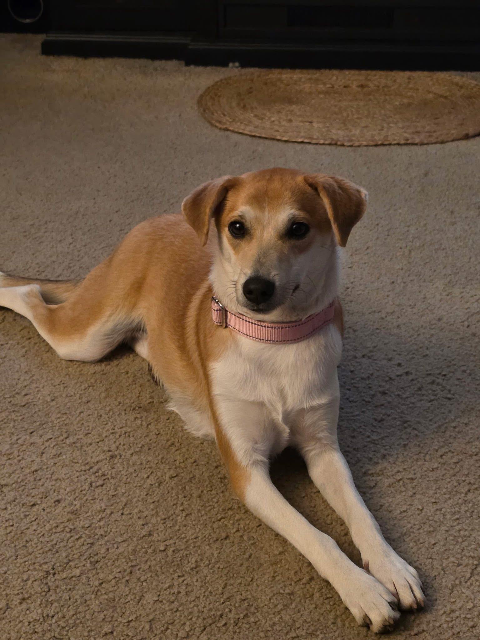 Ashley, a ADOPTABLE mixed breed in McHenry, IL image 4/4